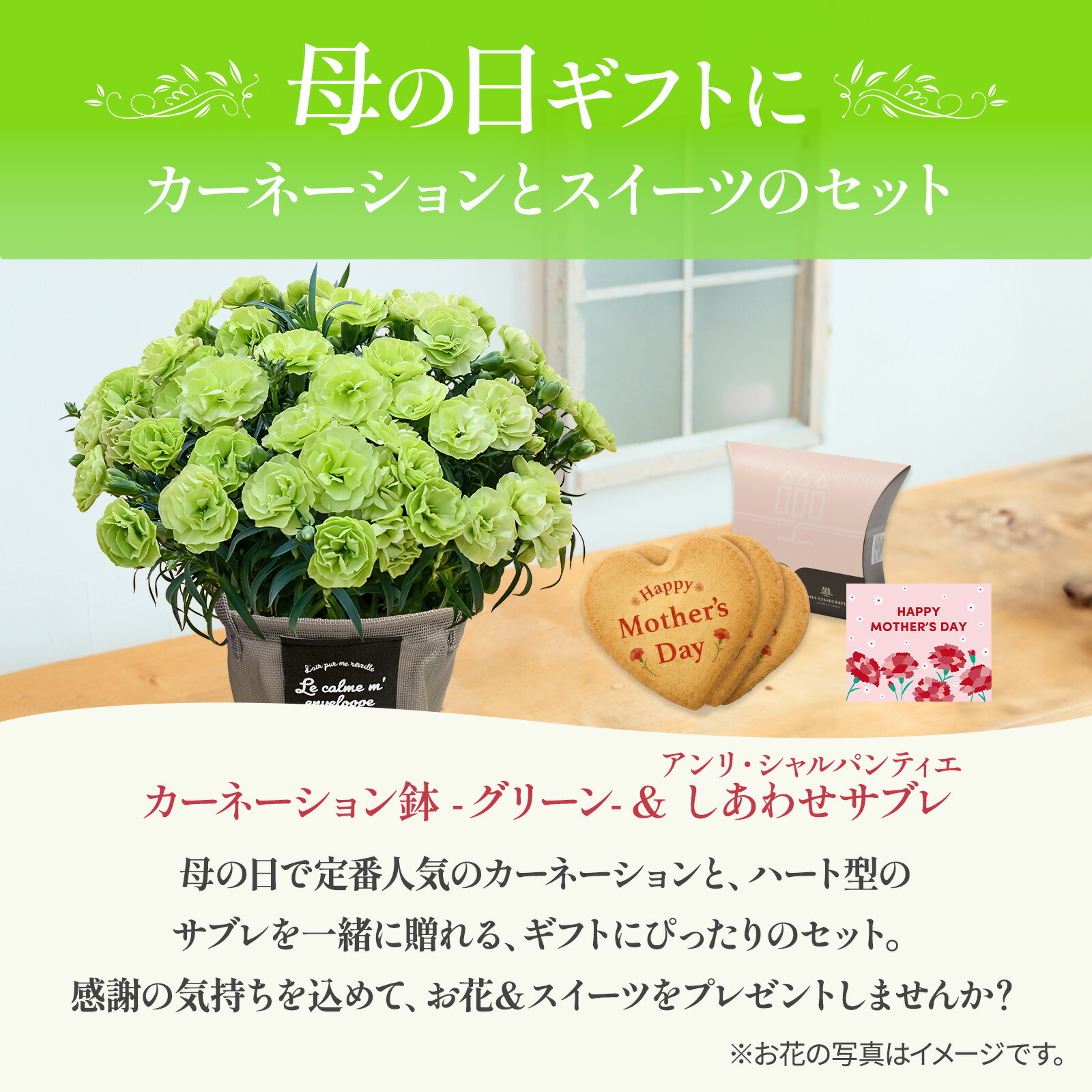 鉢植え カーネーション 緑色(スフェン) と アンリ・シャルパンティエ しあわせサブレ のセット【母の日カード付き】