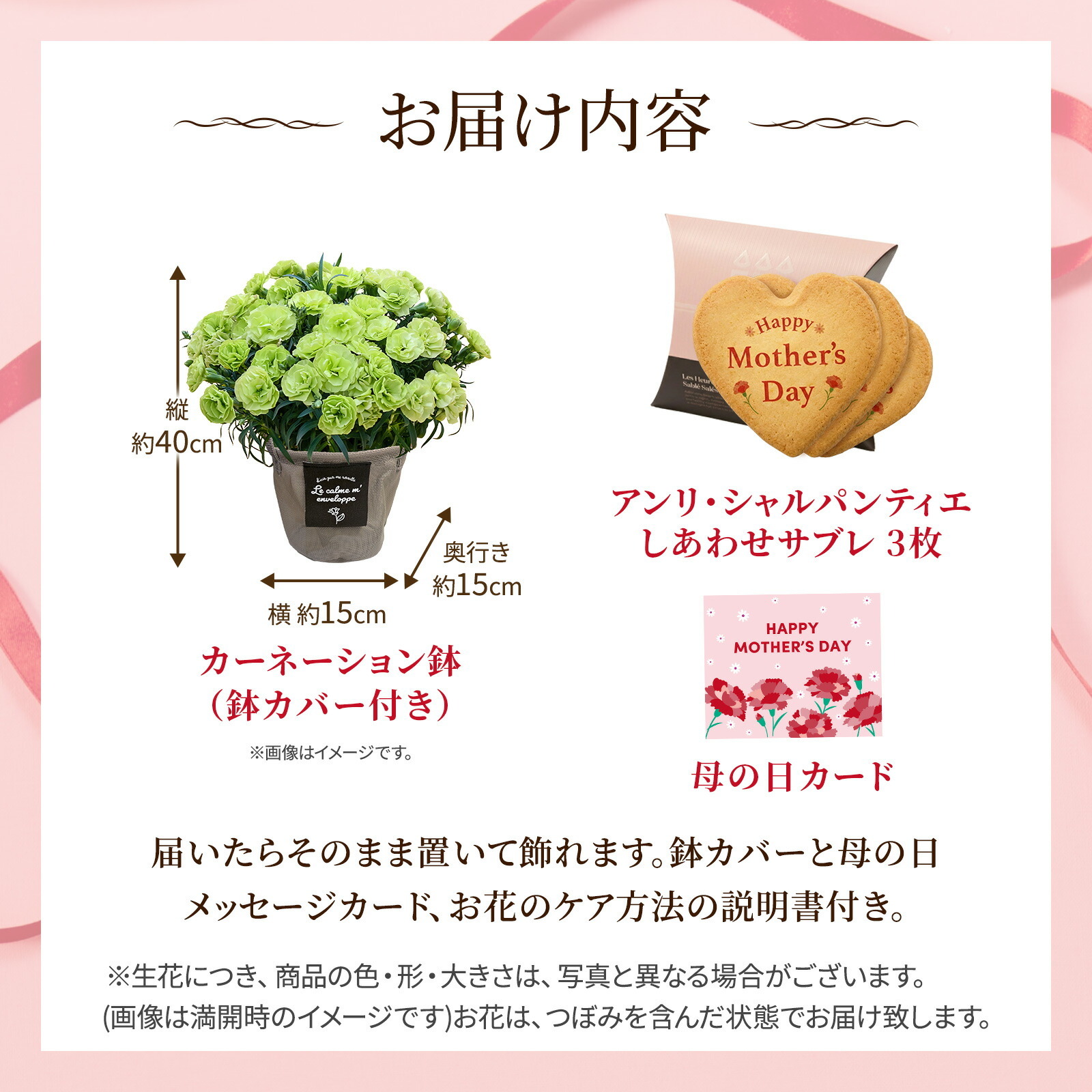 鉢植え カーネーション 緑色(スフェン) と アンリ・シャルパンティエ しあわせサブレ のセット【母の日カード付き】