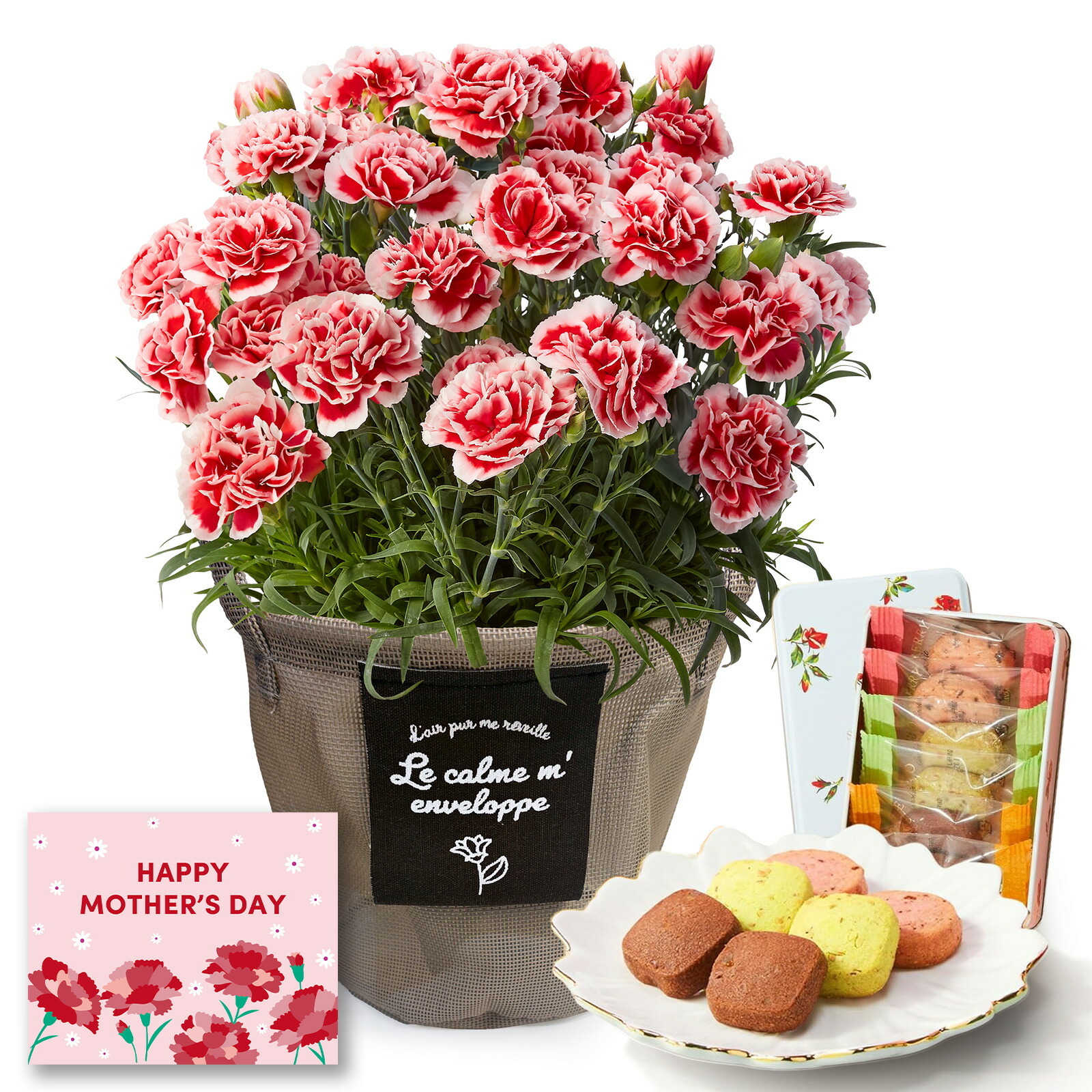 鉢植え カーネーション いちごホイップ と 銀座千疋屋クッキー のセット【母の日カード付き】