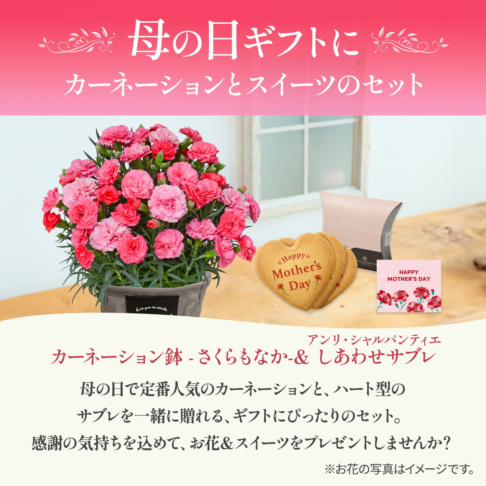 鉢植え カーネーション さくらもなか と アンリ・シャルパンティエ しあわせサブレ のセット【母の日カード付き】