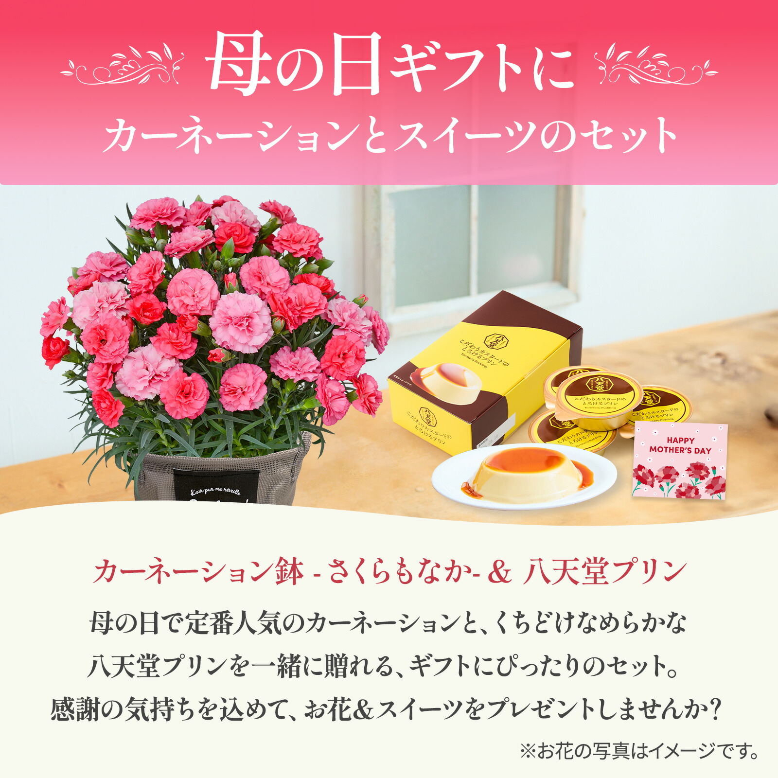 鉢植え カーネーション さくらもなか と 八天堂プリン のセット【母の日カード付き】
