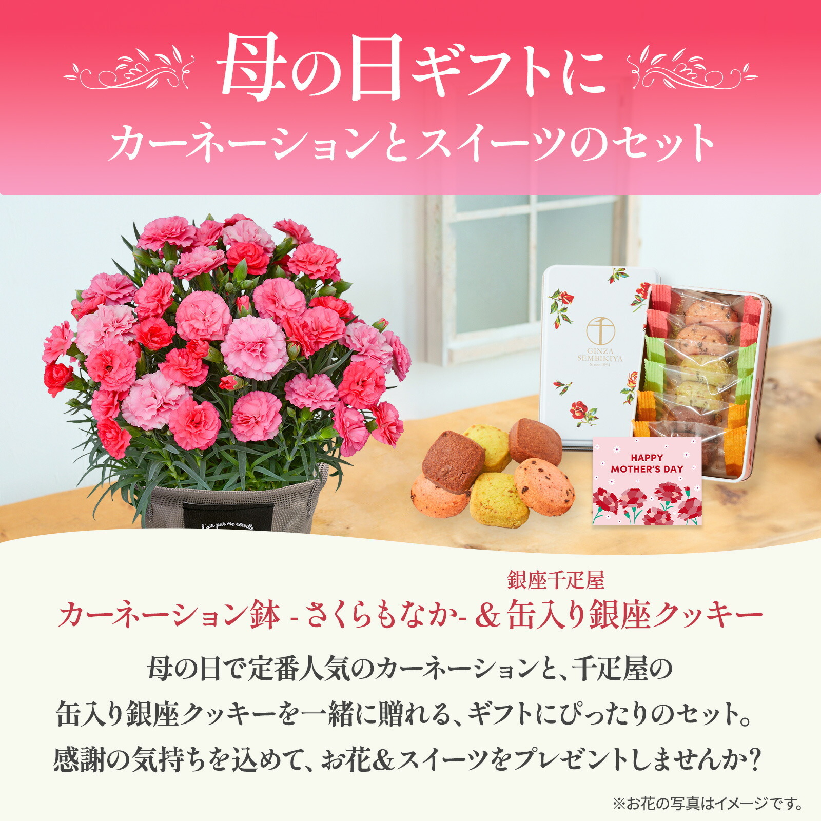 鉢植え カーネーション さくらもなか と 銀座千疋屋クッキー のセット【母の日カード付き】