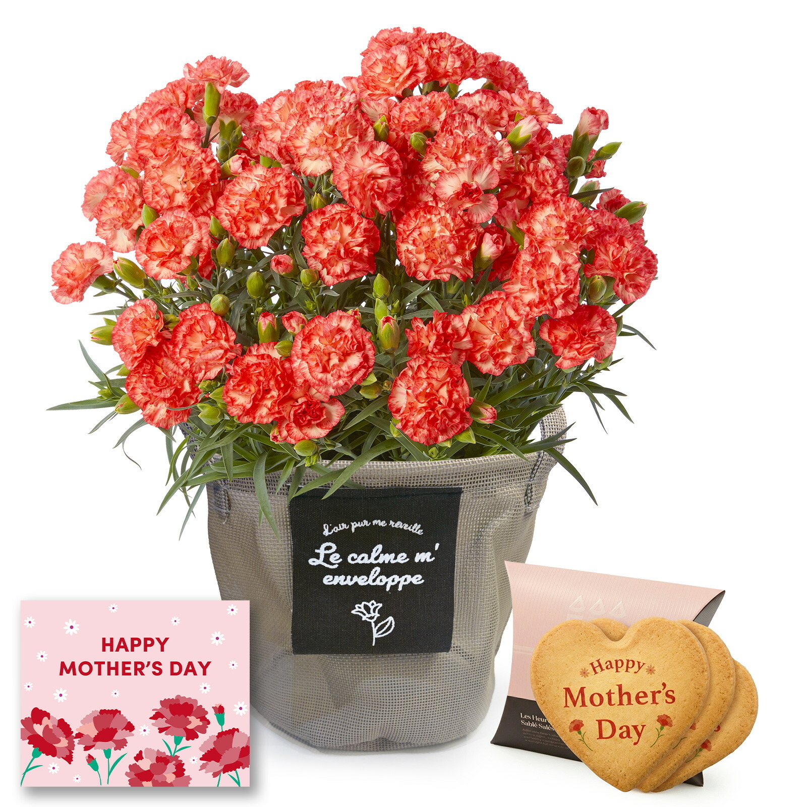 鉢植え カーネーション オレンジ(テキーラ) と アンリ・シャルパンティエ しあわせサブレ のセット【母の日カード付き】