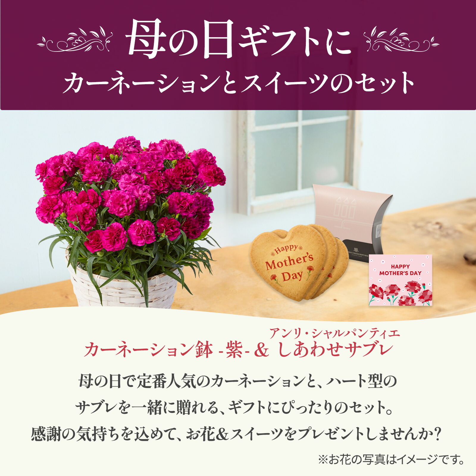 鉢植え カーネーション 紫色(ムジカ) と アンリ・シャルパンティエ しあわせサブレ のセット【母の日カード付き】