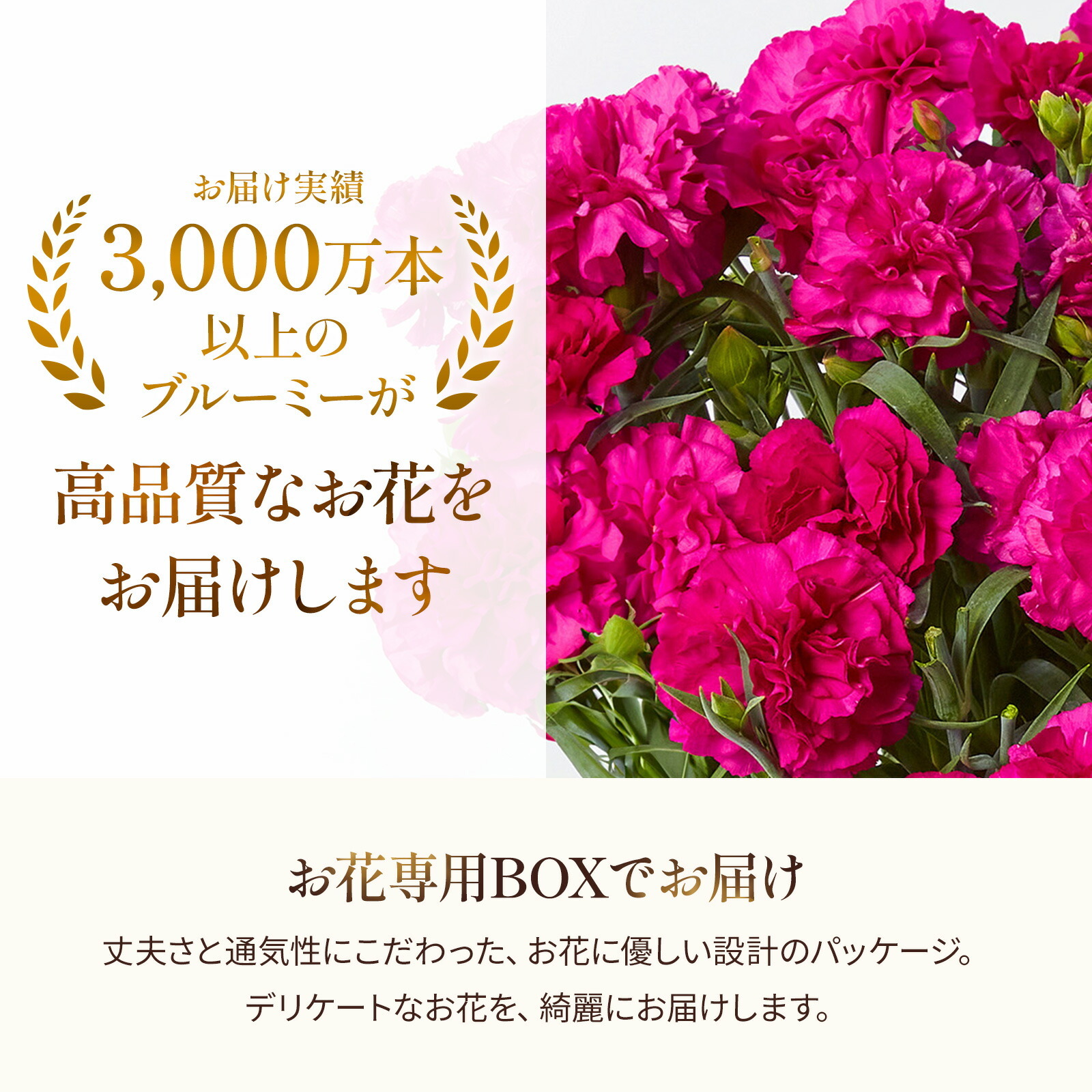 鉢植え カーネーション 紫色(ムジカ) と 八天堂プリン のセット【母の日カード付き】