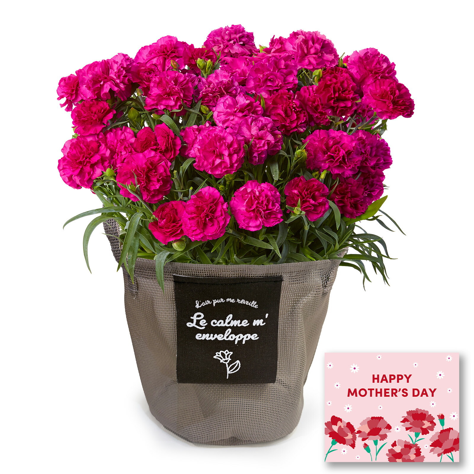 鉢植え カーネーション 紫色(ムジカ)【母の日カード付き】