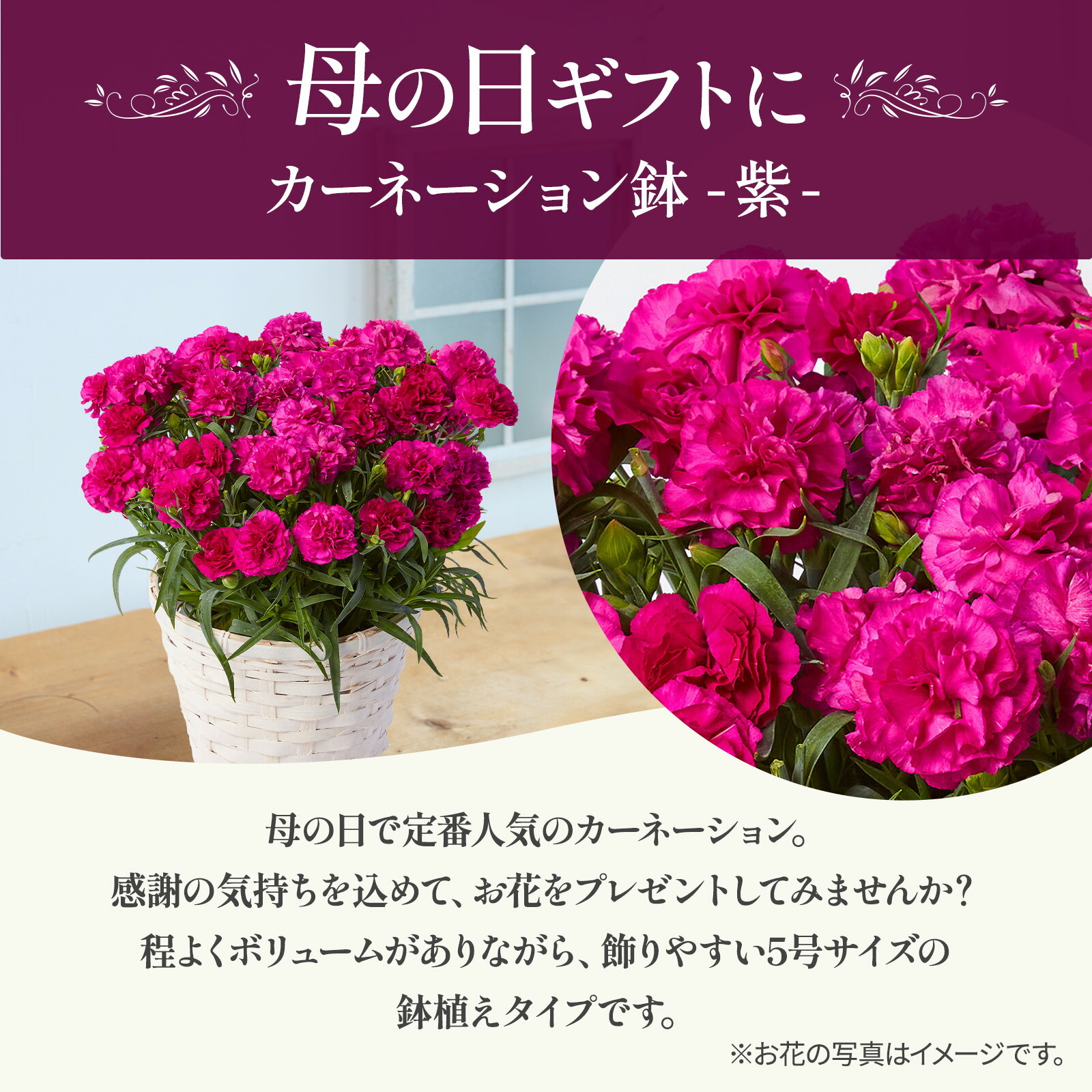 鉢植え カーネーション 紫色(ムジカ)【母の日カード付き】