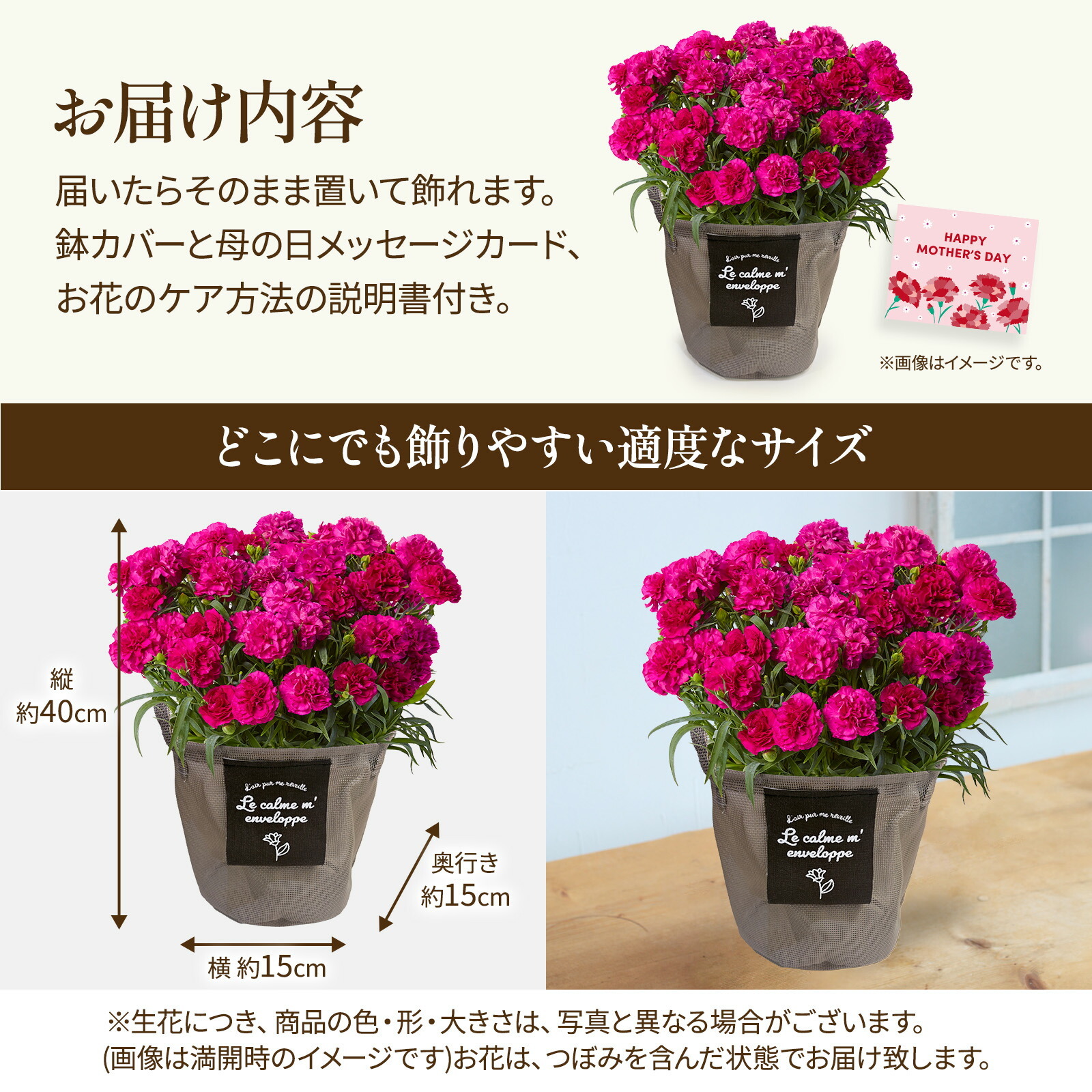 鉢植え カーネーション 紫色(ムジカ)【母の日カード付き】