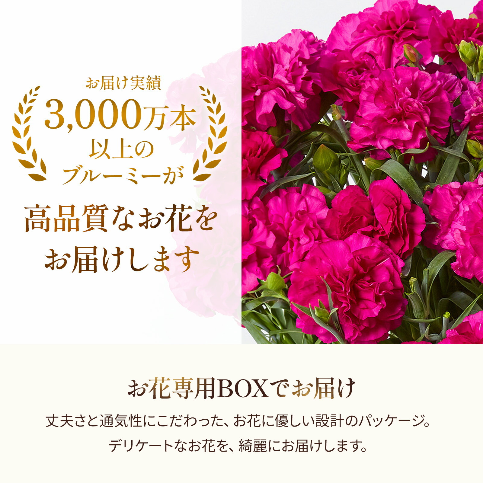 鉢植え カーネーション 紫色(ムジカ)【母の日カード付き】