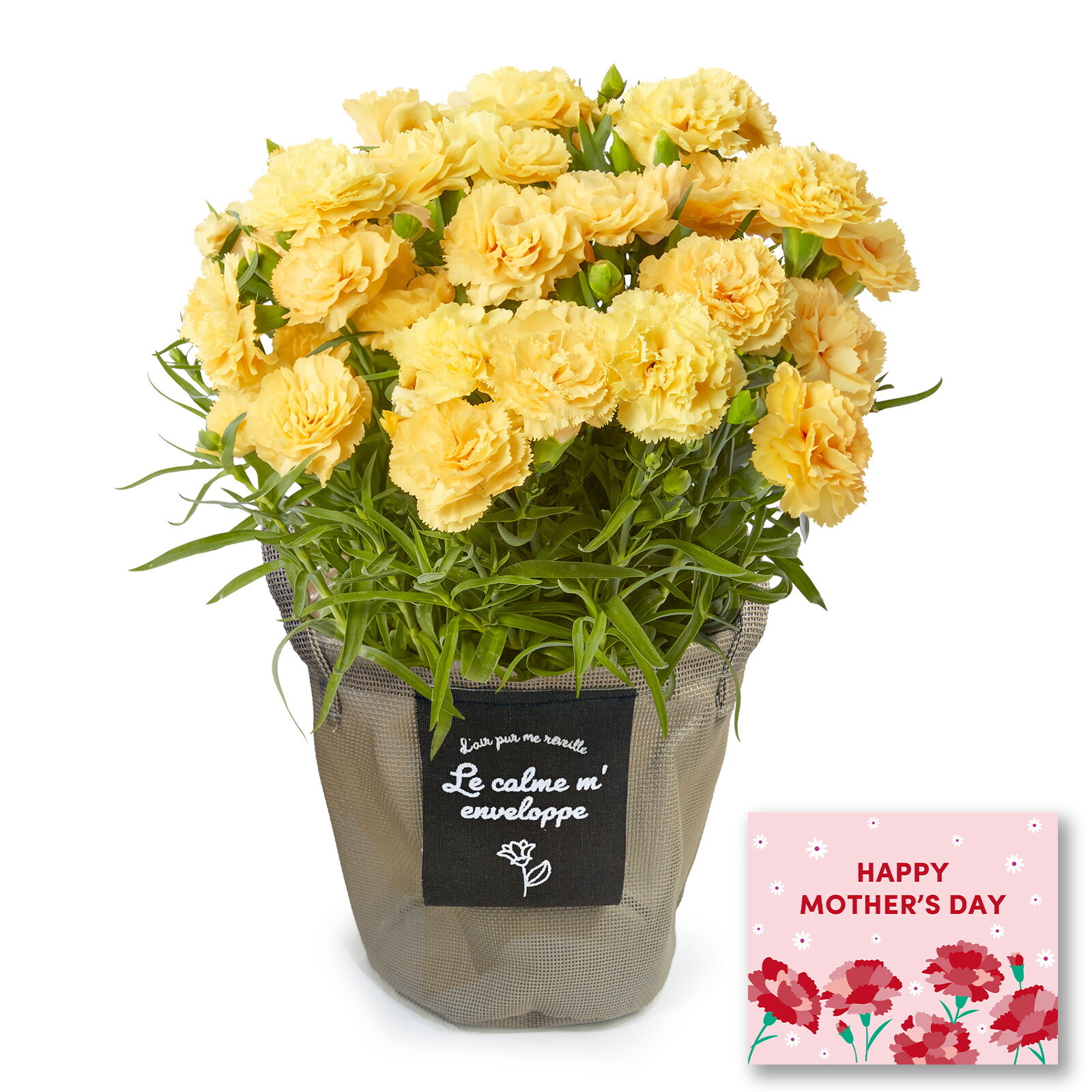 鉢植え カーネーション 黄色(ハニームーン)【母の日カード付き】