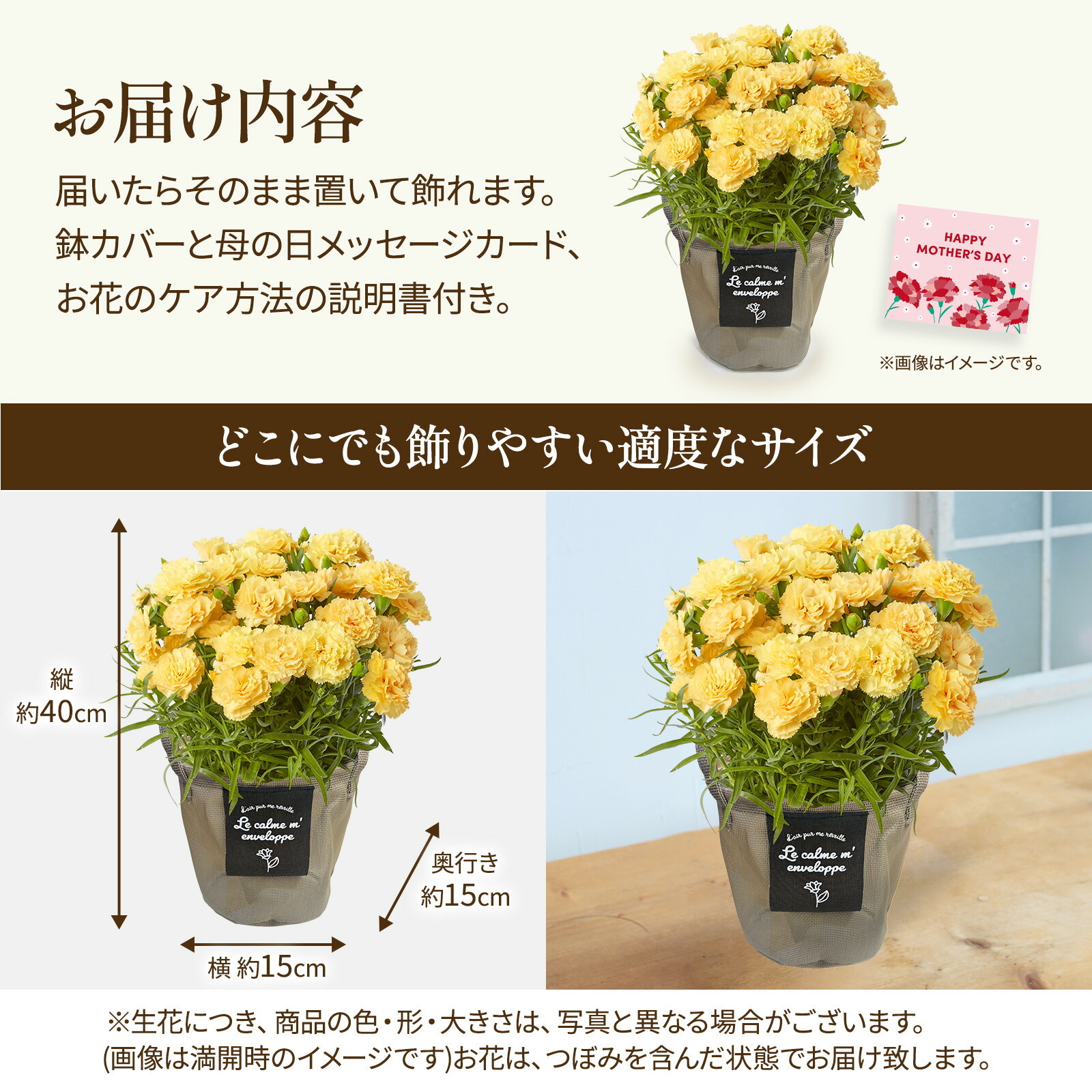 鉢植え カーネーション 黄色(ハニームーン)【母の日カード付き】