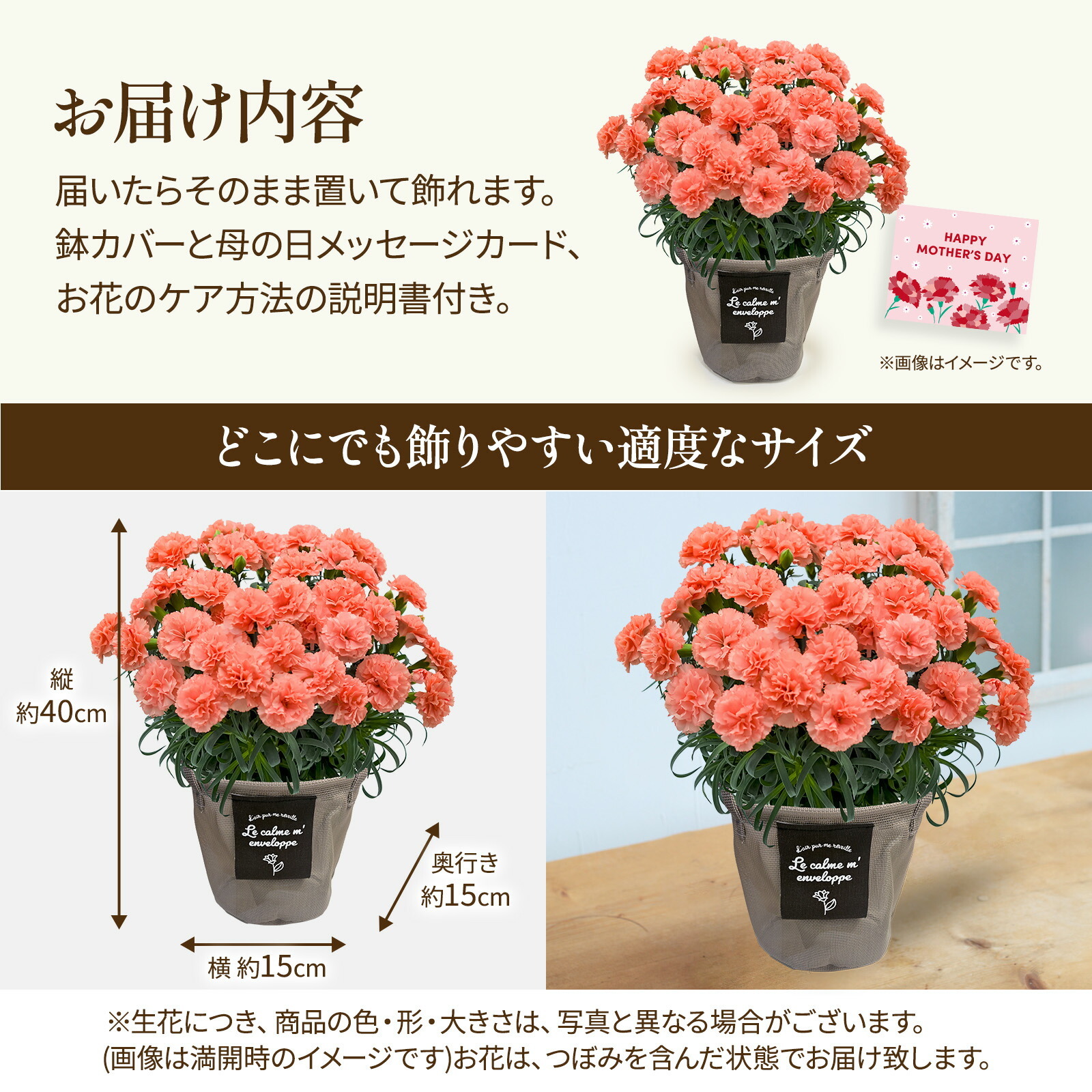 鉢植え カーネーション オレンジ(メープルシフォン)【母の日カード付き】