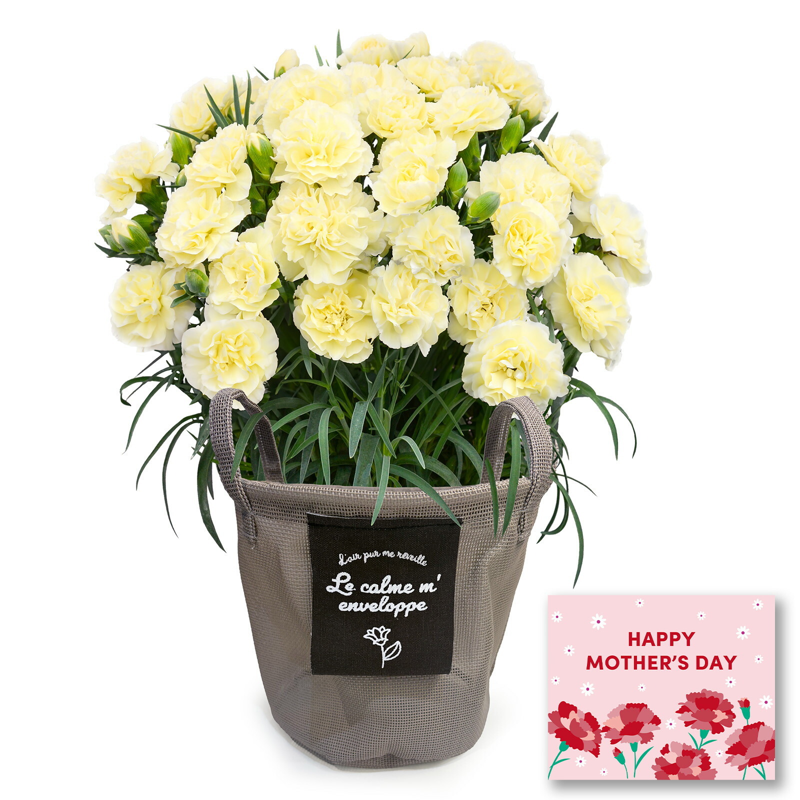 鉢植え カーネーション クリーム(ムーンティアラ)【母の日カード付き】