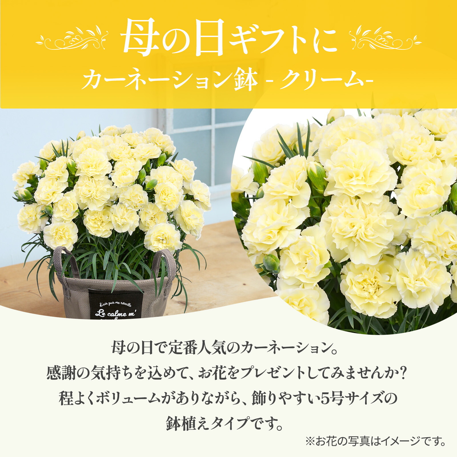 鉢植え カーネーション クリーム(ムーンティアラ)【母の日カード付き】