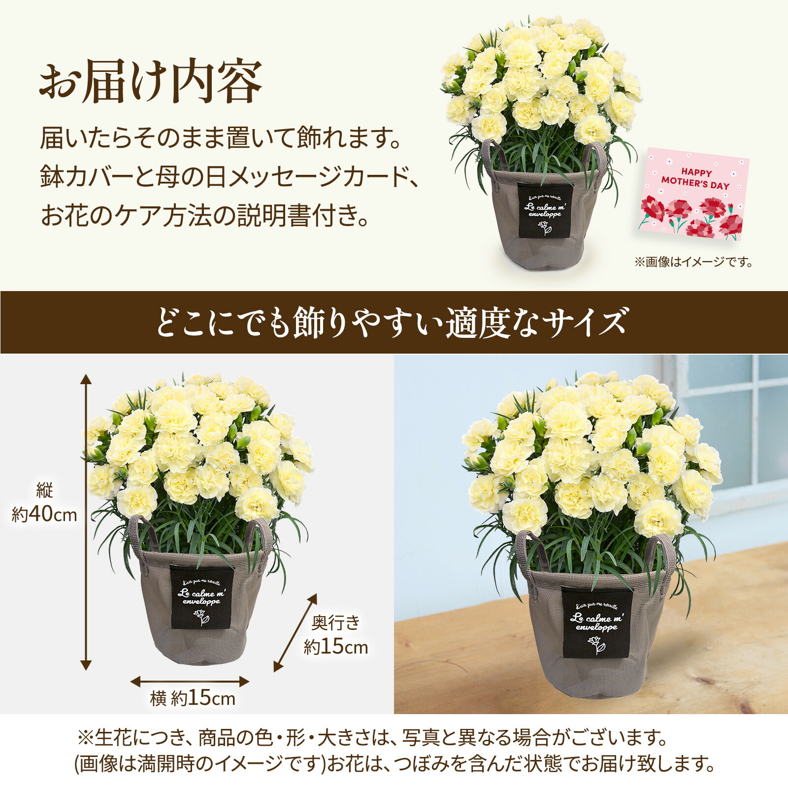 鉢植え カーネーション クリーム(ムーンティアラ)【母の日カード付き】