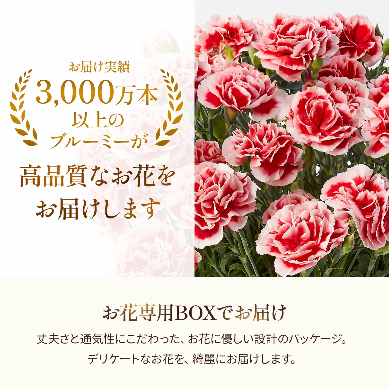 鉢植え カーネーション クリーム(ムーンティアラ)【母の日カード付き】