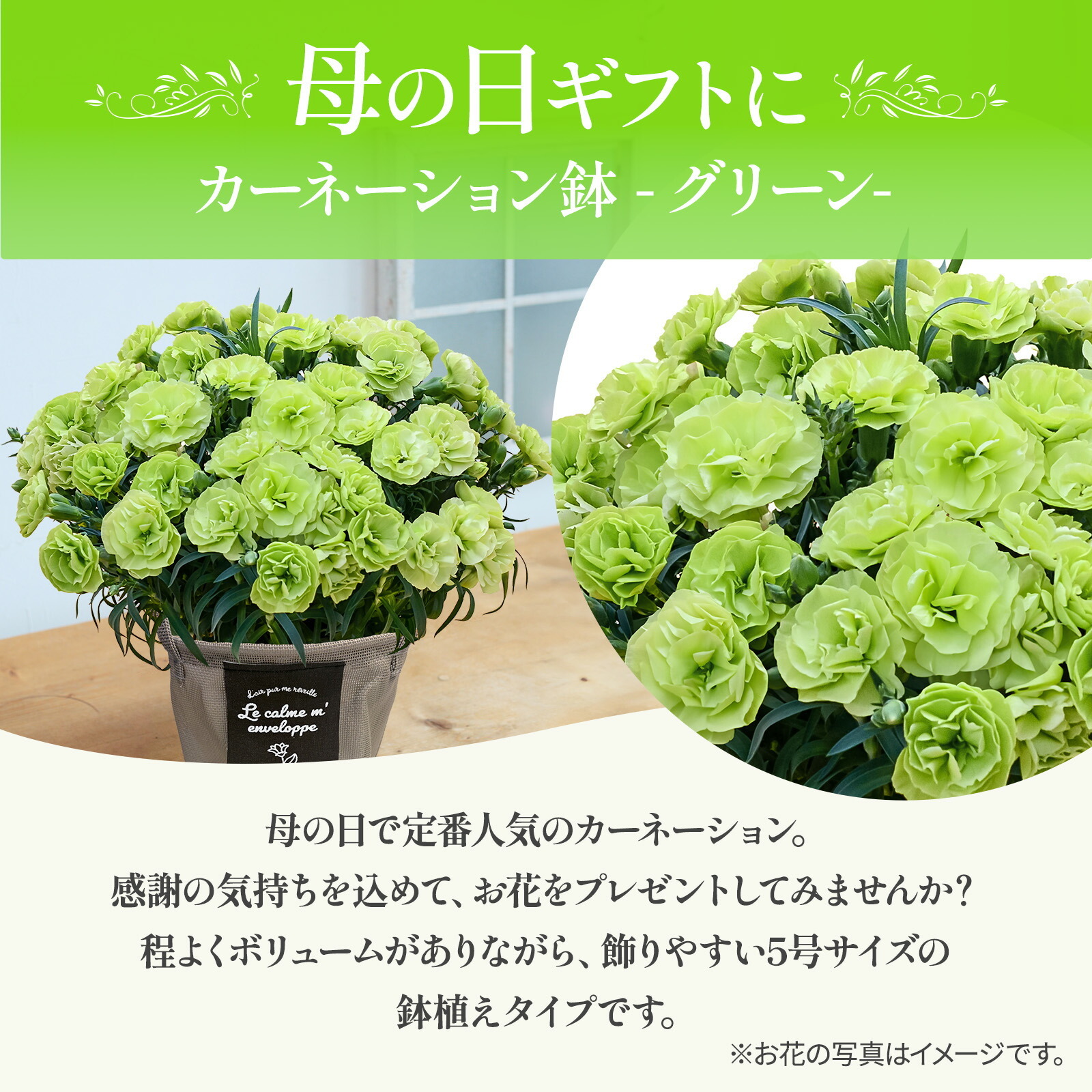 鉢植え カーネーション 緑色(スフェン) 【母の日カード付き】