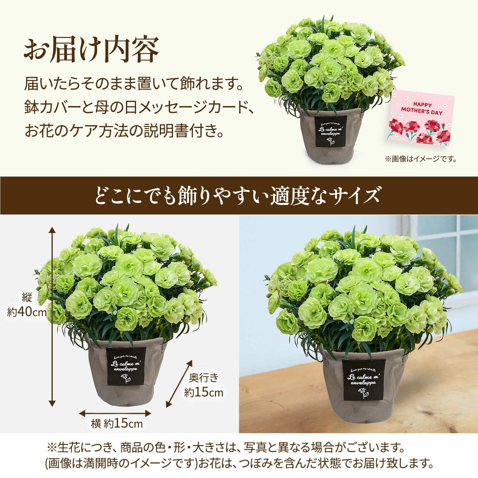 鉢植え カーネーション 緑色(スフェン) 【母の日カード付き】