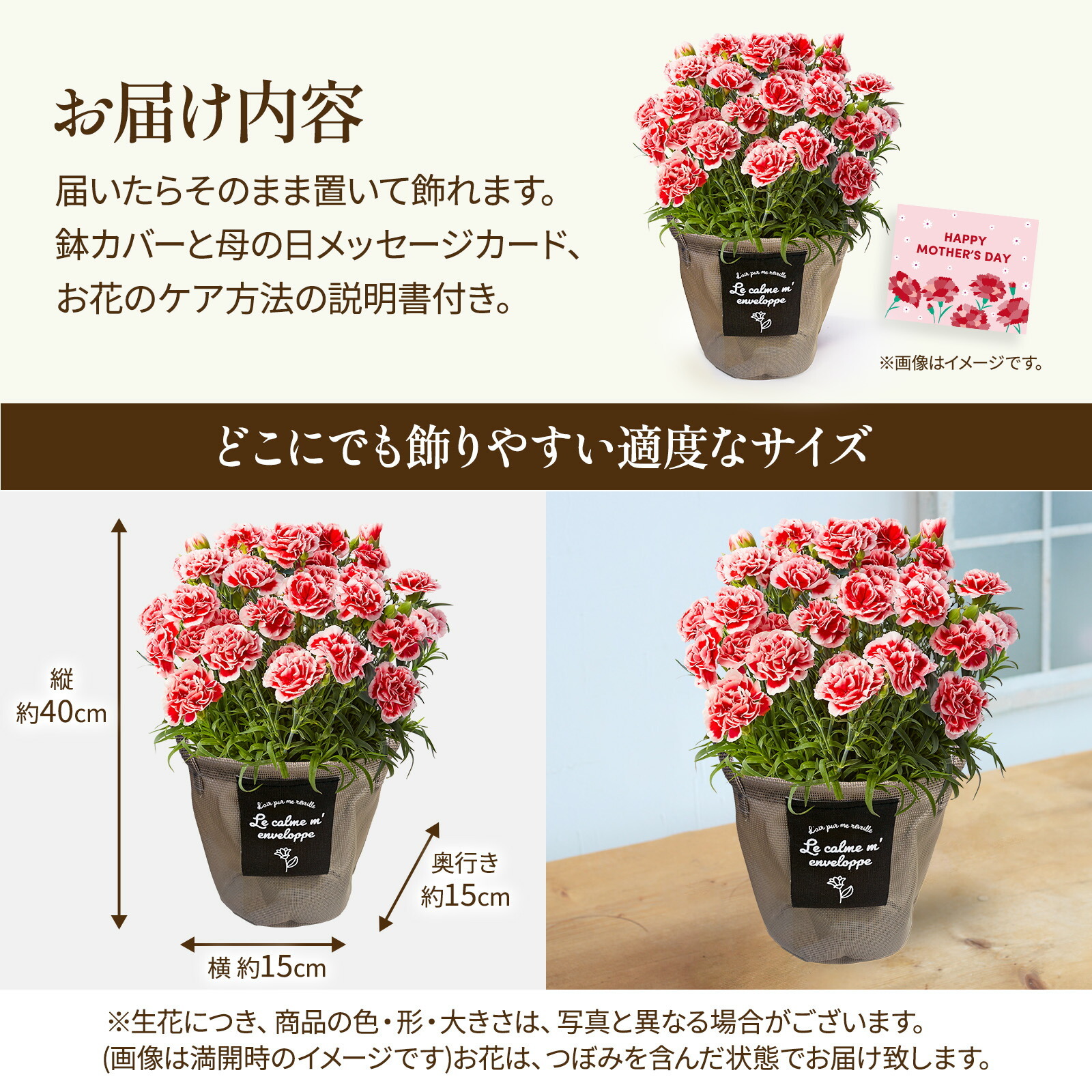 鉢植え カーネーション いちごホイップ 【母の日カード付き】