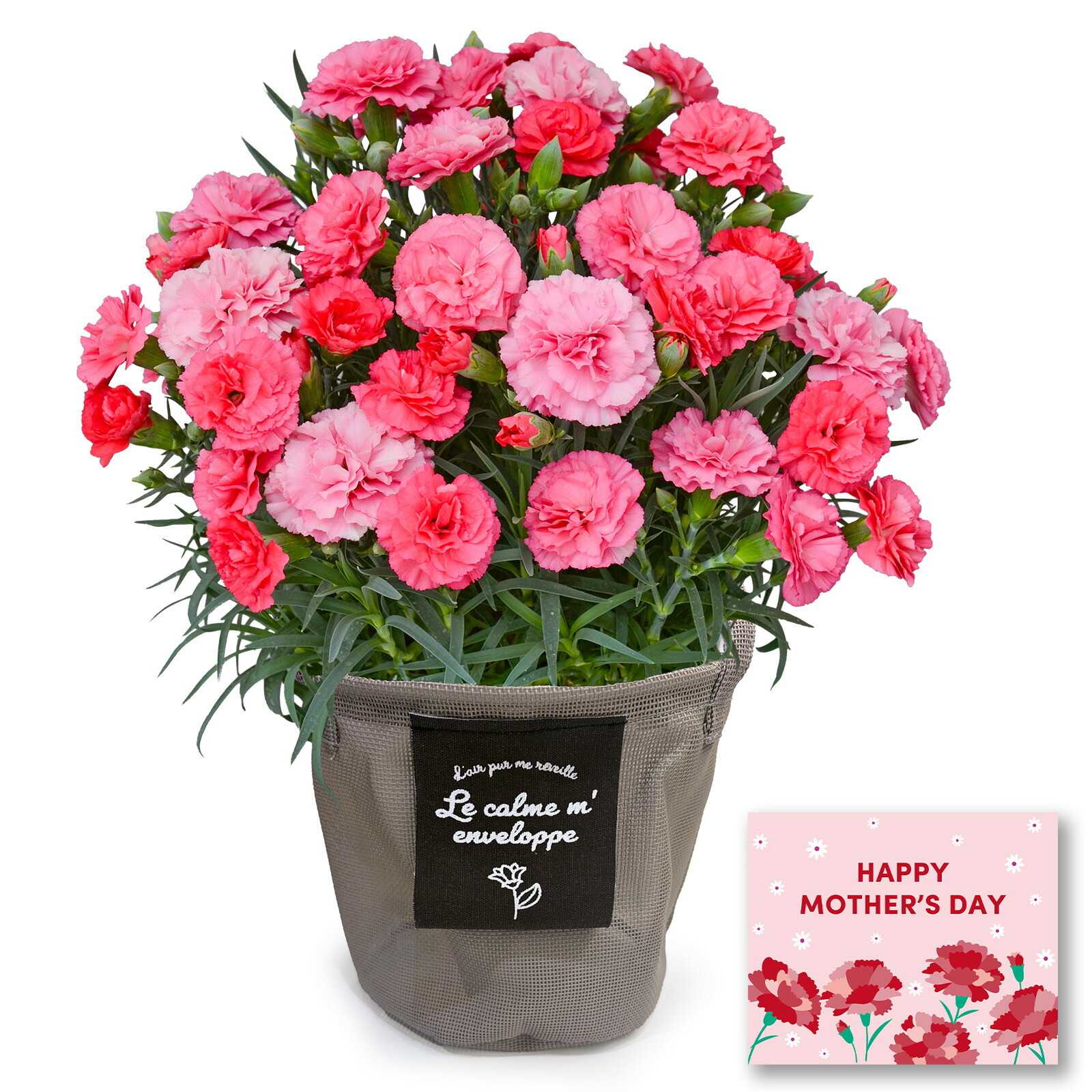 鉢植え カーネーション さくらもなか【母の日カード付き】