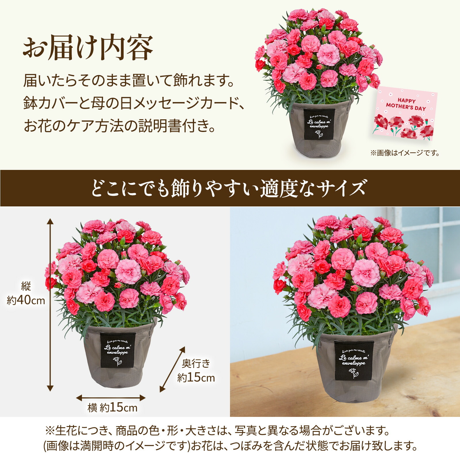 鉢植え カーネーション さくらもなか【母の日カード付き】