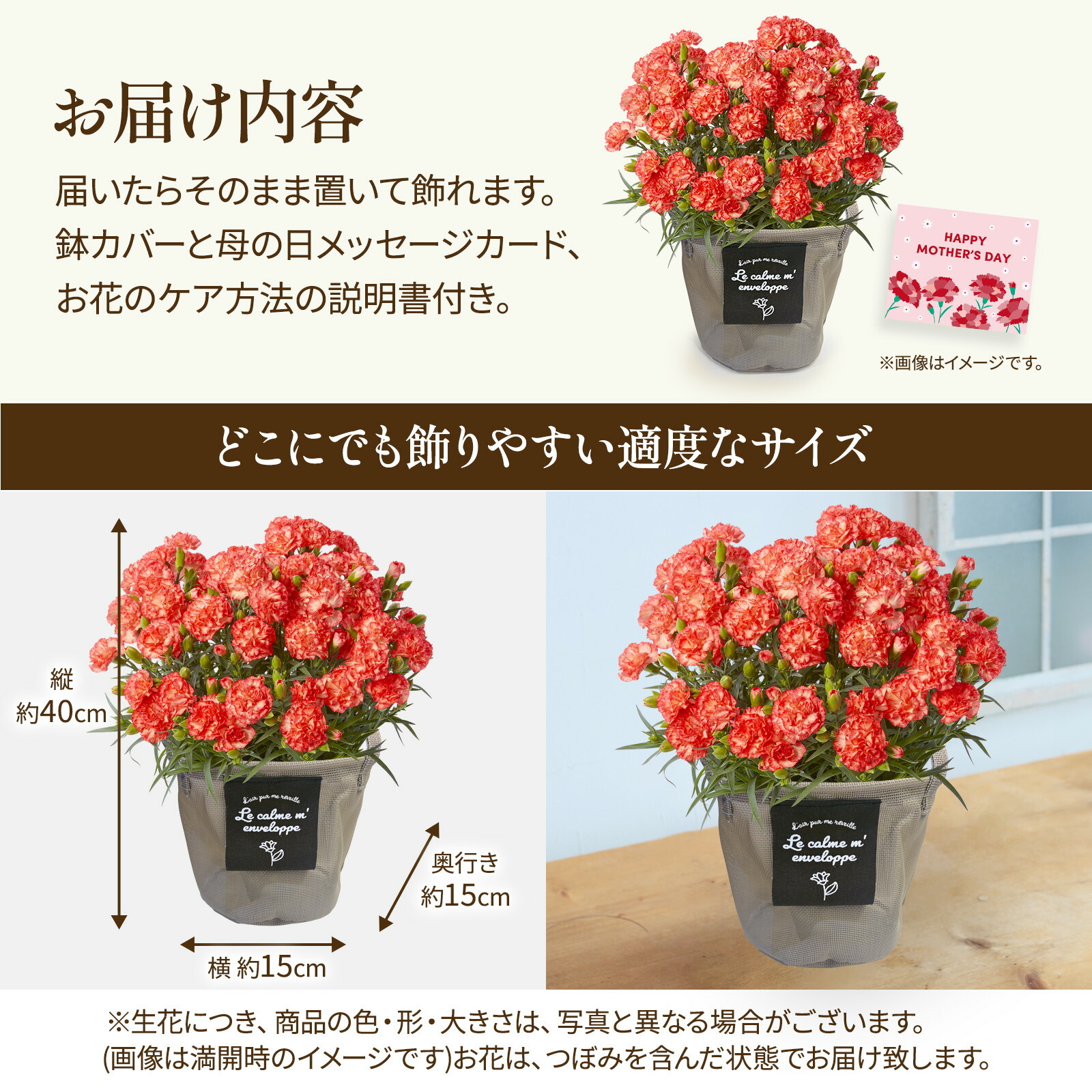 鉢植え カーネーション オレンジ(テキーラ)【母の日カード付き】