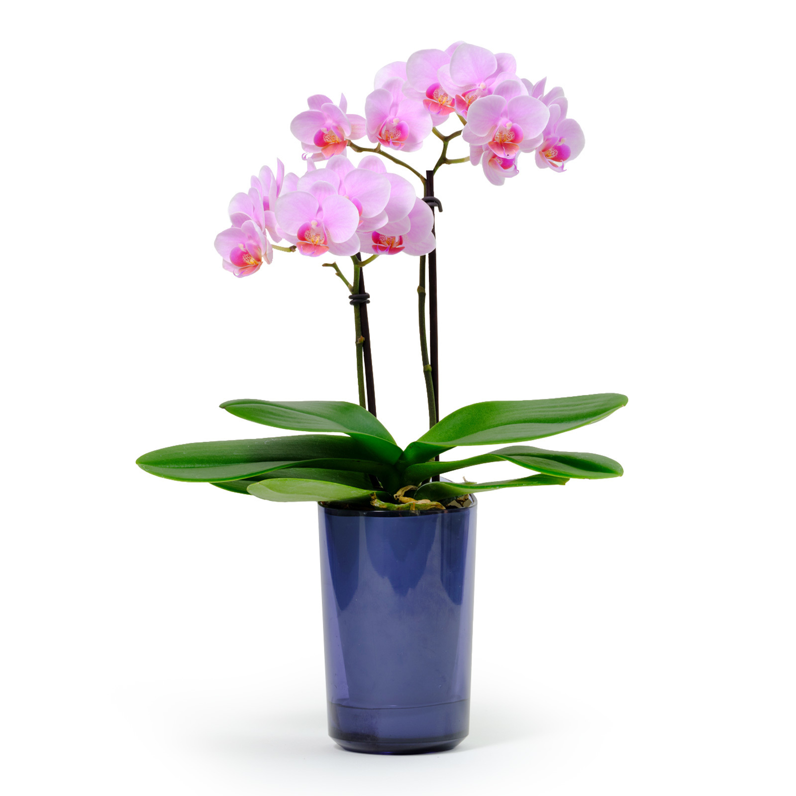 胡蝶蘭鉢 ライトピンク Mサイズ【5/7~5/10お届け】