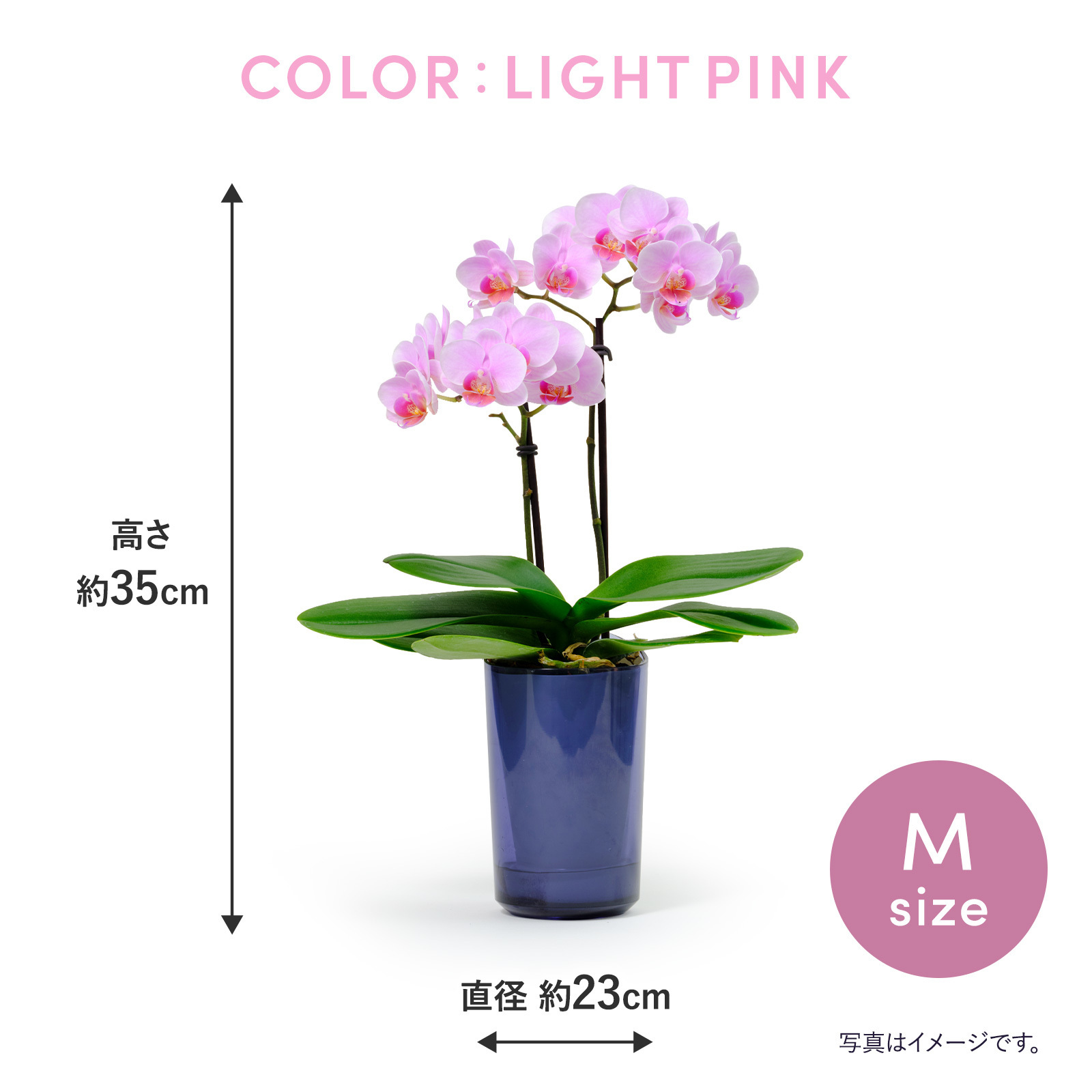 胡蝶蘭鉢 ライトピンク Mサイズ【5/7~5/10お届け】