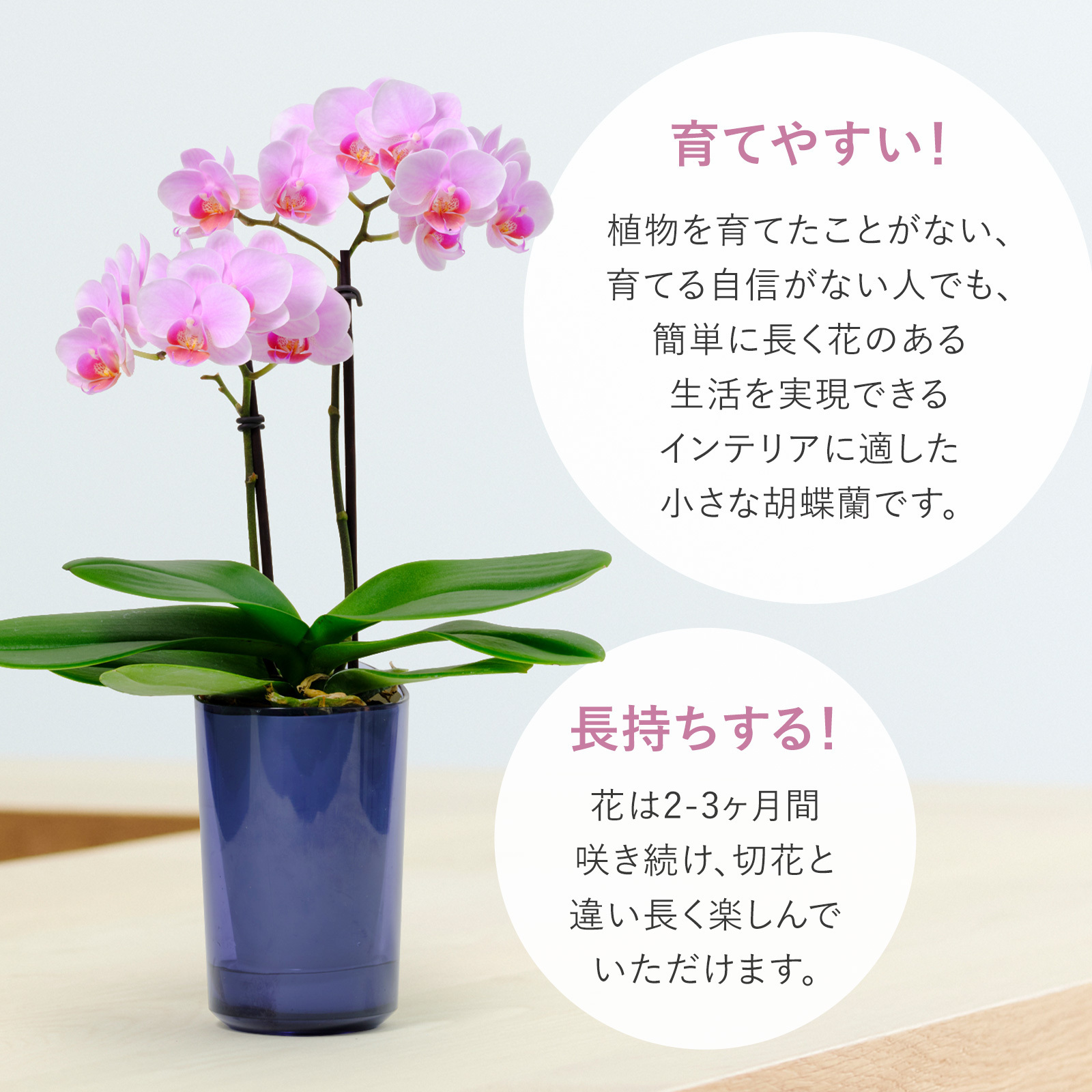 胡蝶蘭鉢 ライトピンク Mサイズ【5/7~5/10お届け】