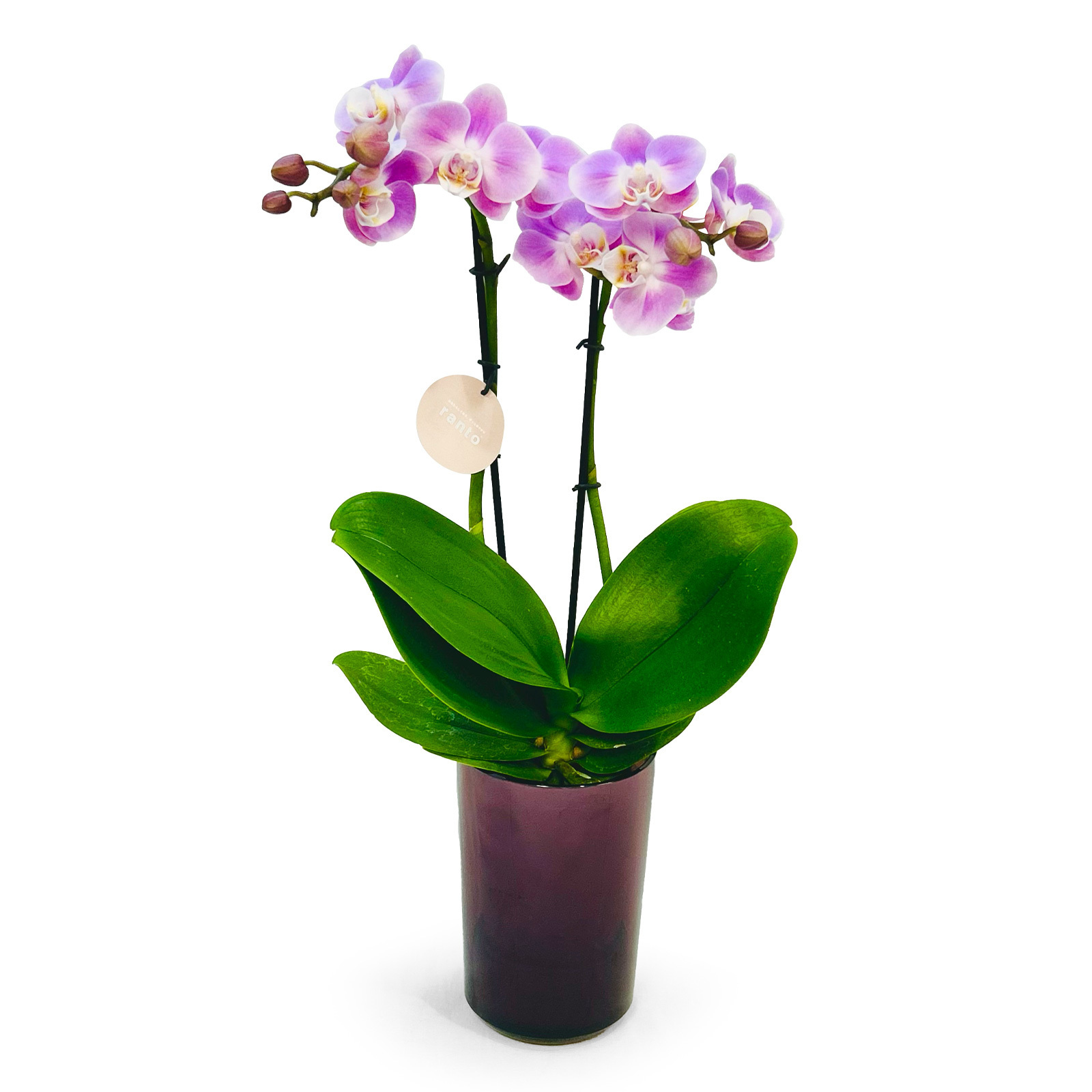 胡蝶蘭鉢 ライトピンク Lサイズ 【5/7~5/10お届け】