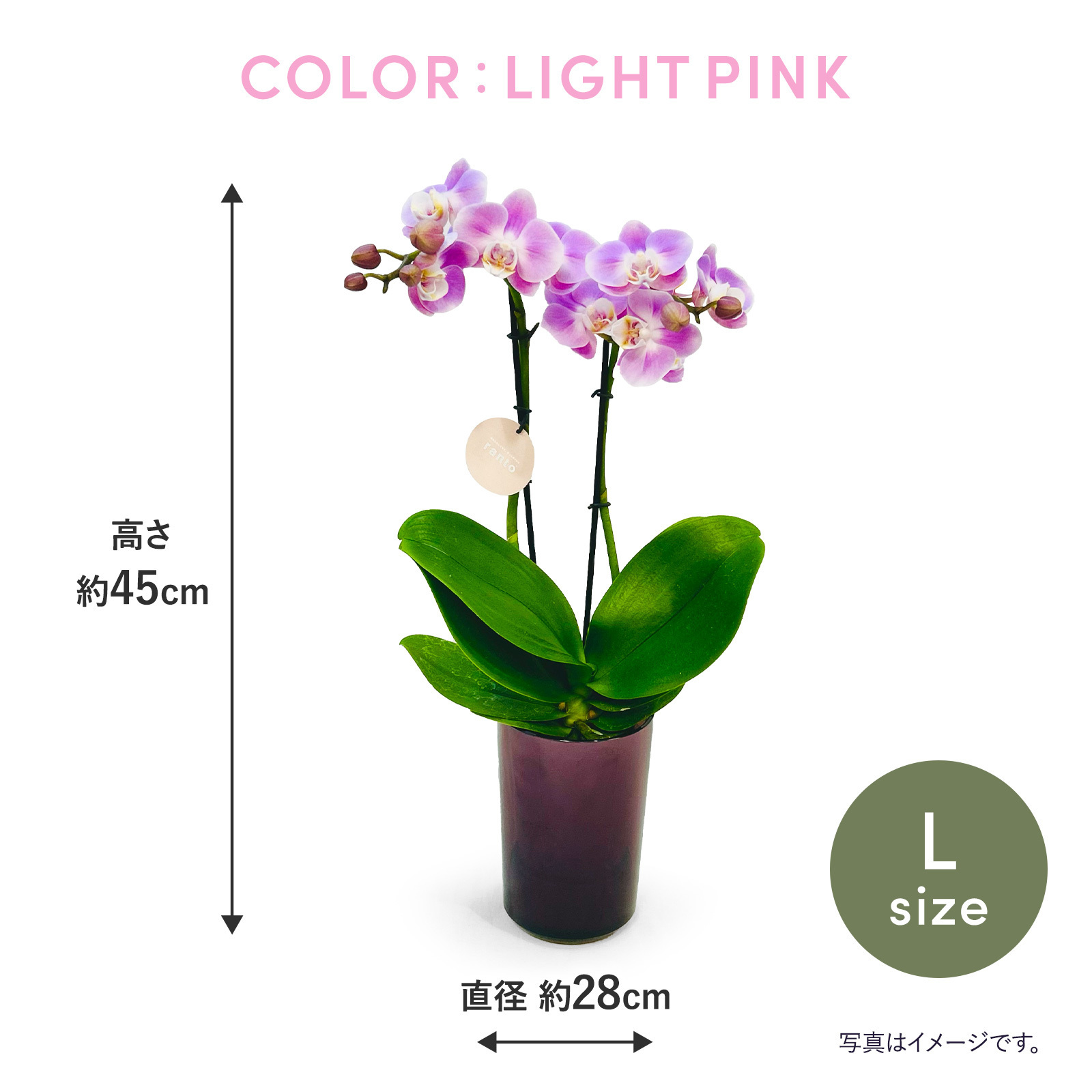 胡蝶蘭鉢 ライトピンク Lサイズ 【5/7~5/10お届け】