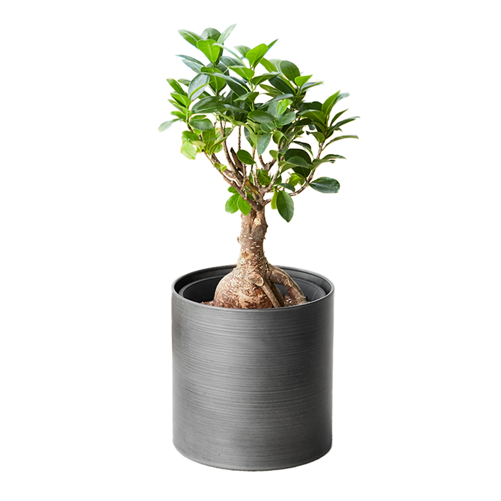 ガジュマル 5号 メタル鉢カバー | 観葉植物のギフト通販 ブルーミーストア