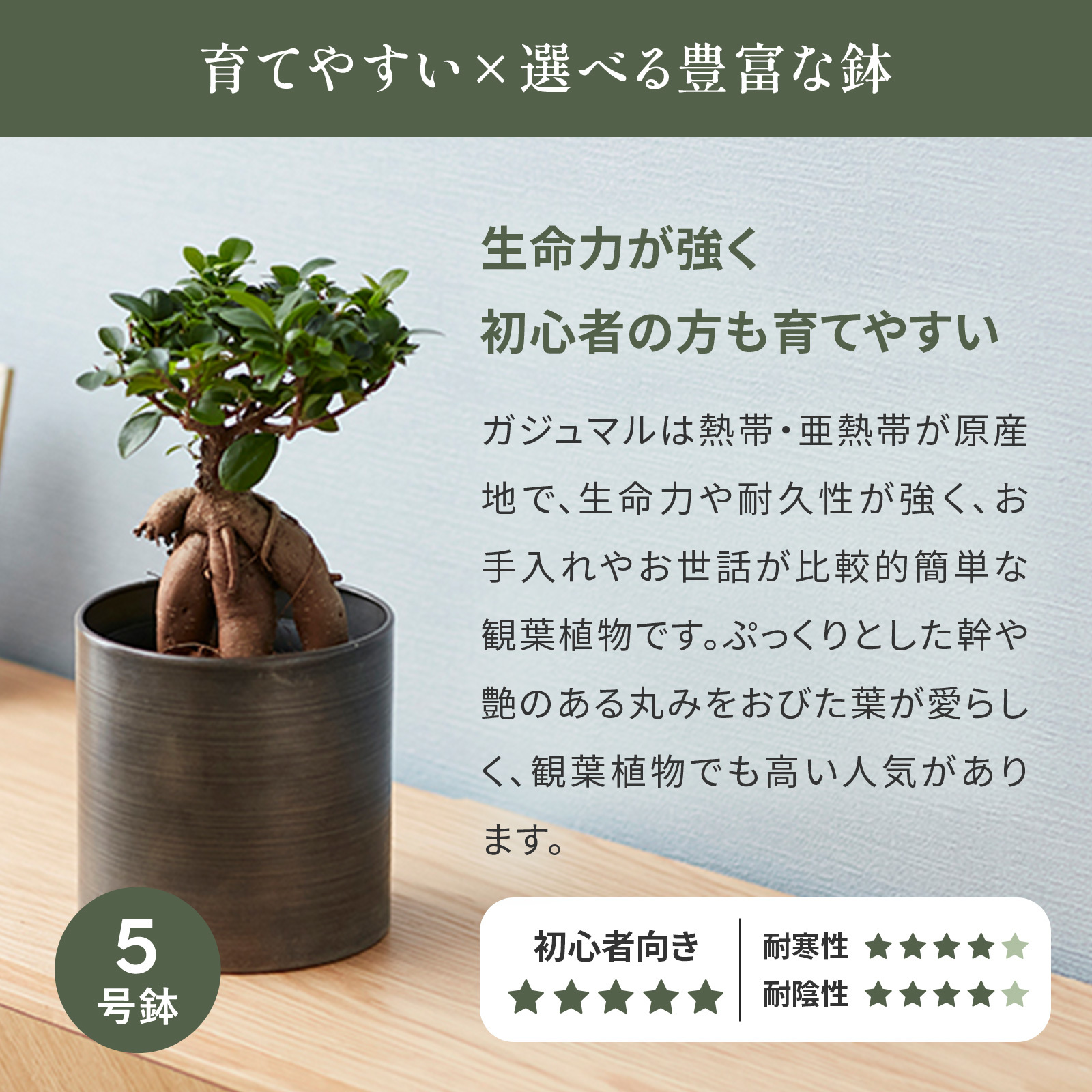 ガジュマル 5号 メタル鉢カバー | 観葉植物のギフト通販 ブルーミーストア