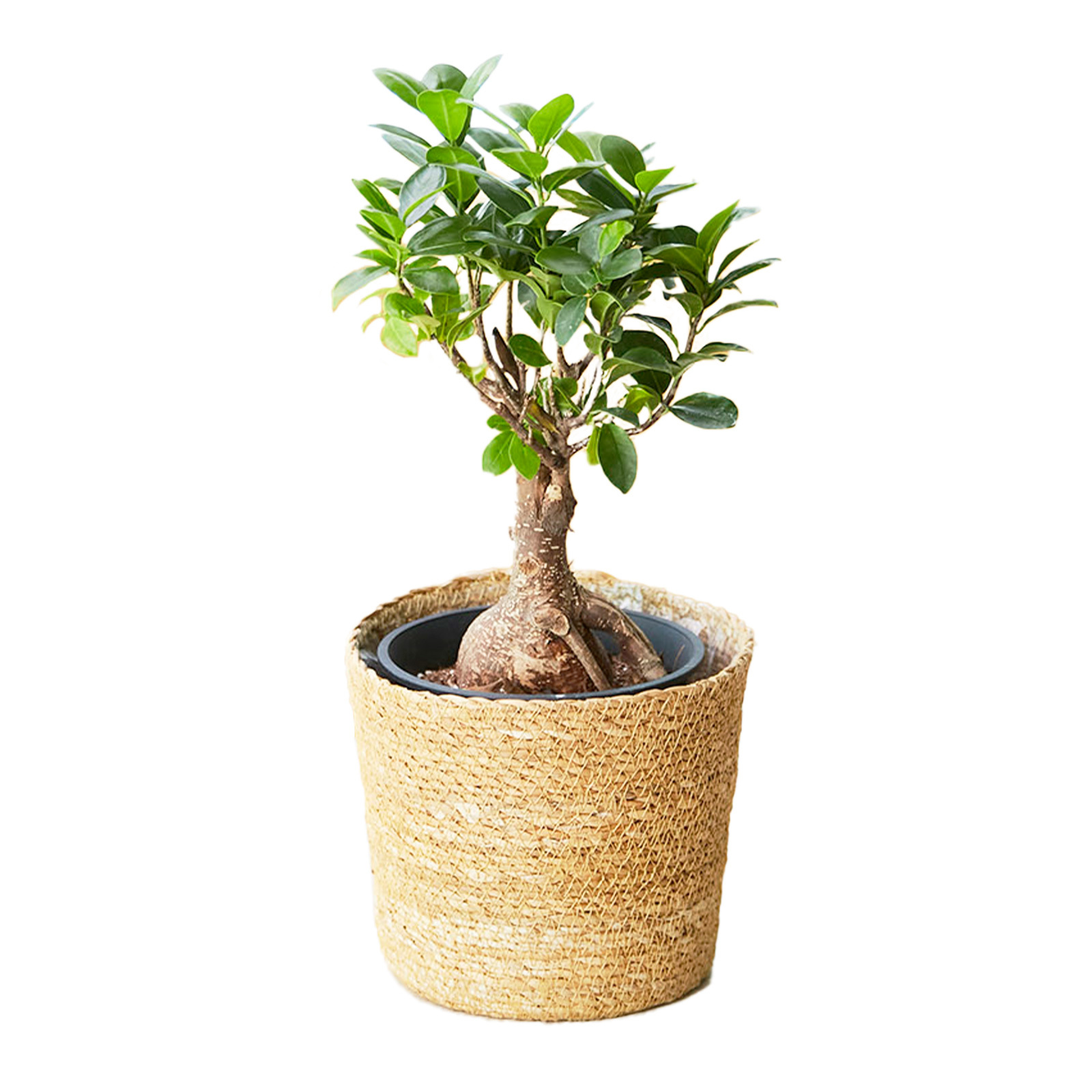 ガジュマル 5号 ジュートカバー | 観葉植物のギフト通販 ブルーミーストア