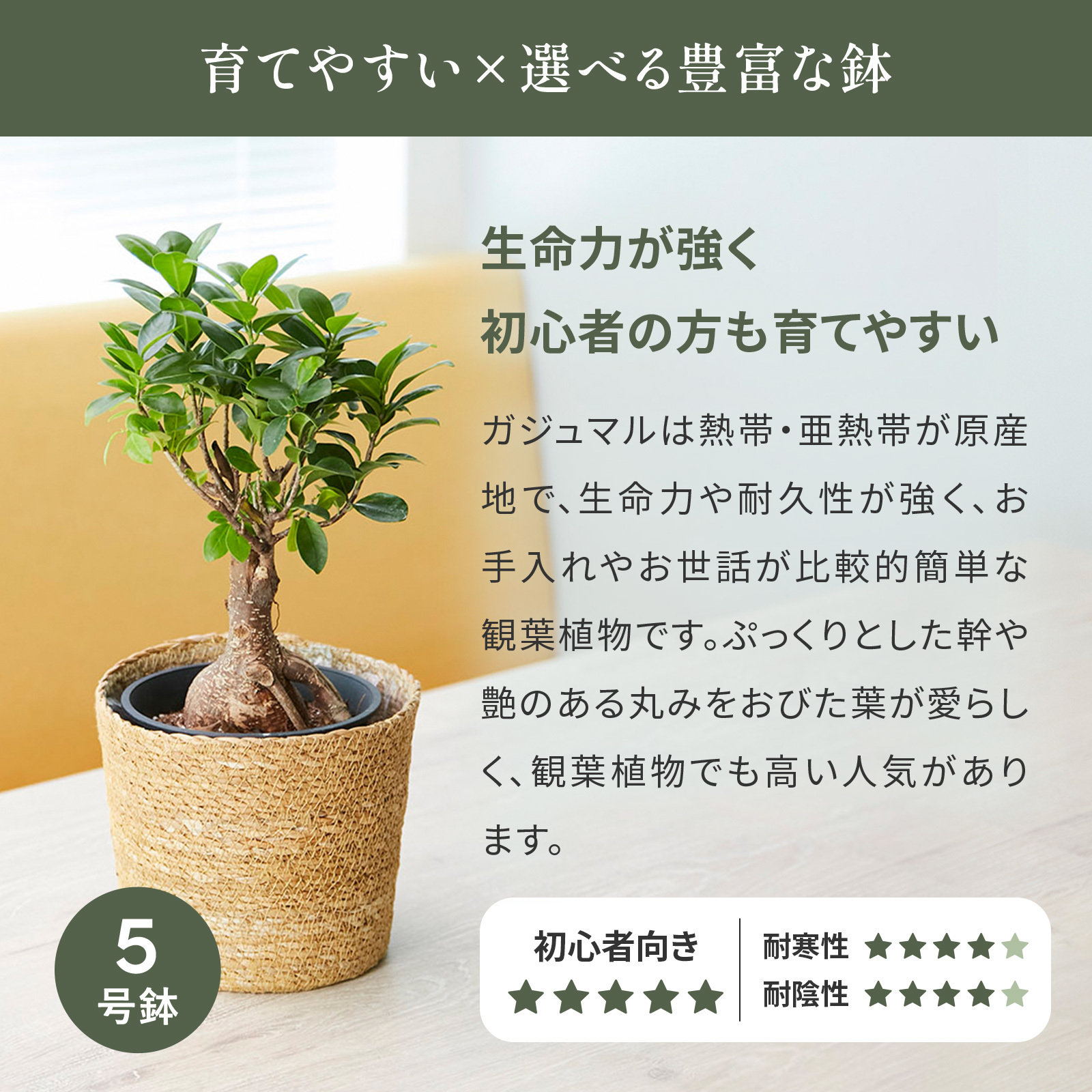 ガジュマルの花様オーダーページ ガジュマル 5号 ジュートカバー | 観葉植物のギフト通販 ブルーミーストア