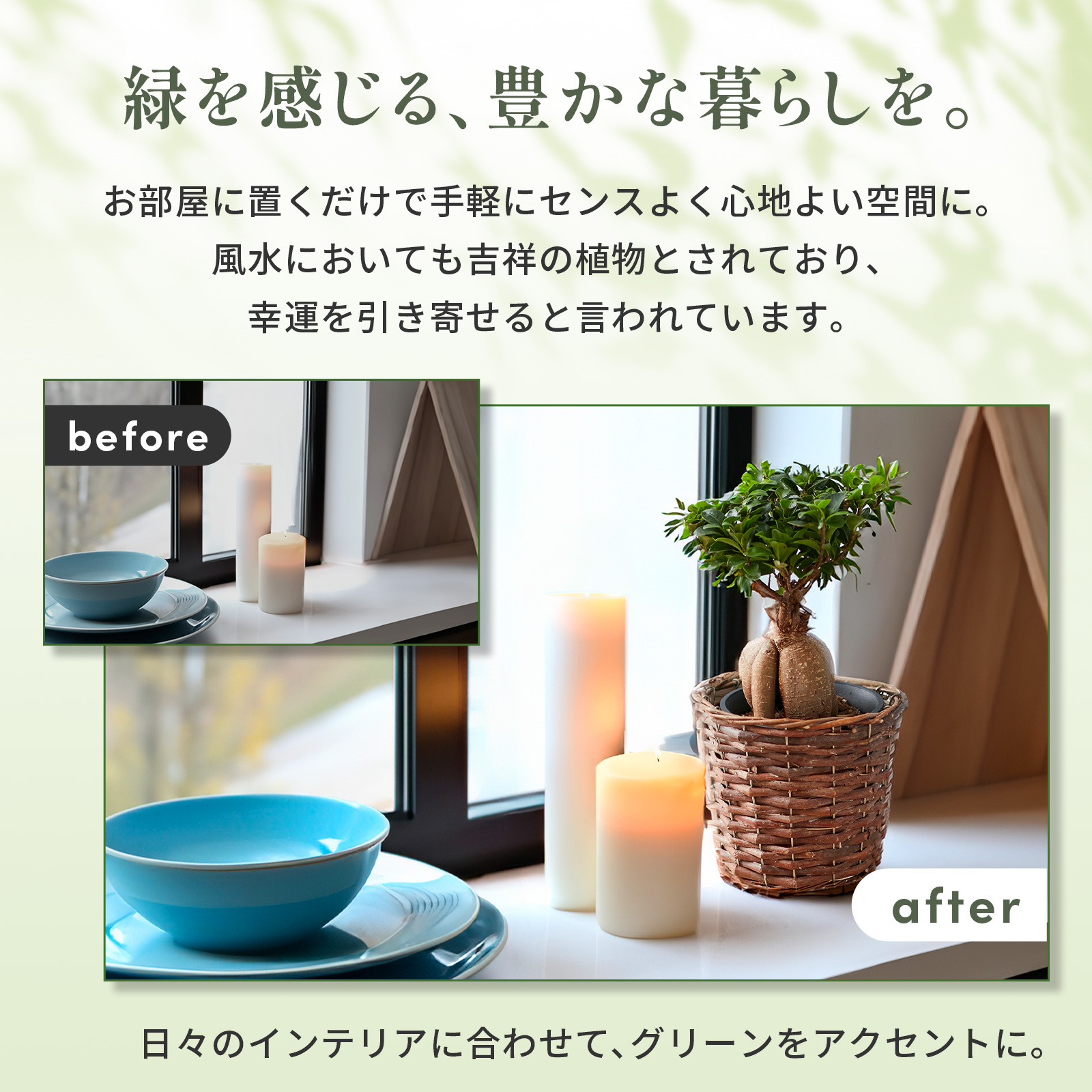 ガジュマル 5号 ジュートカバー