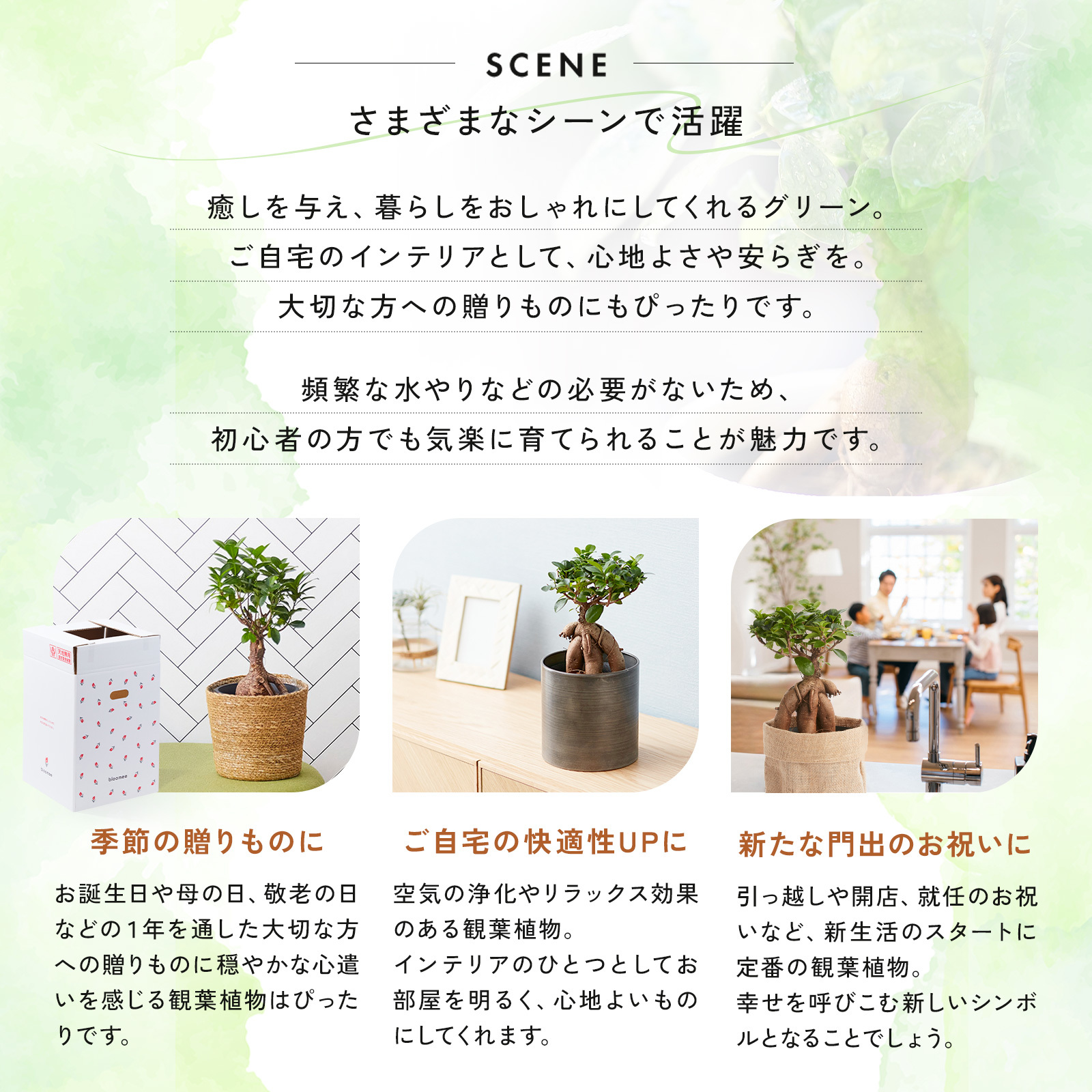 ガジュマル 5号 ジュートカバー