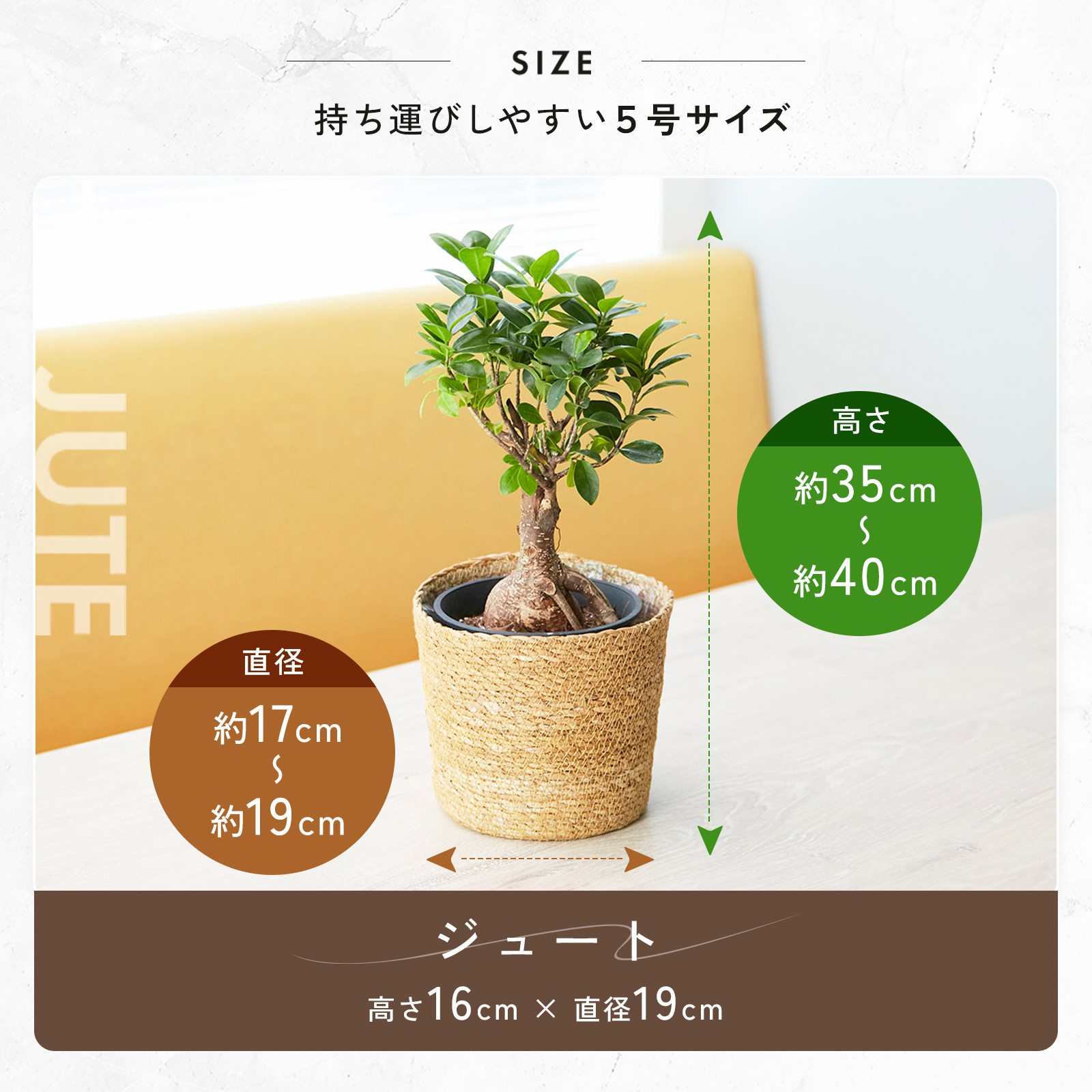ガジュマル 5号 ジュートカバー