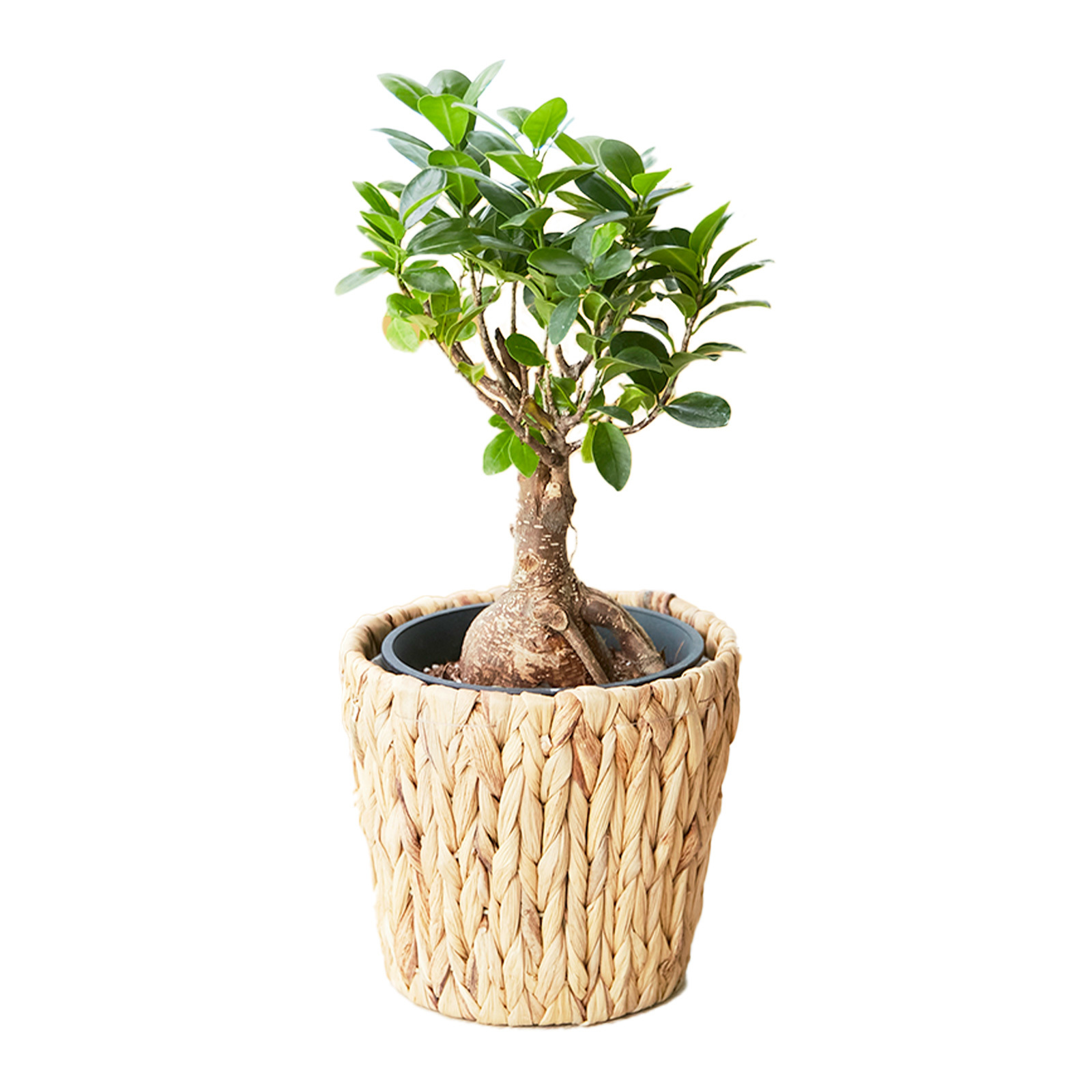 ガジュマルの花様オーダーページ ガジュマル 5号 編み込みバスケット | 観葉植物のギフト通販