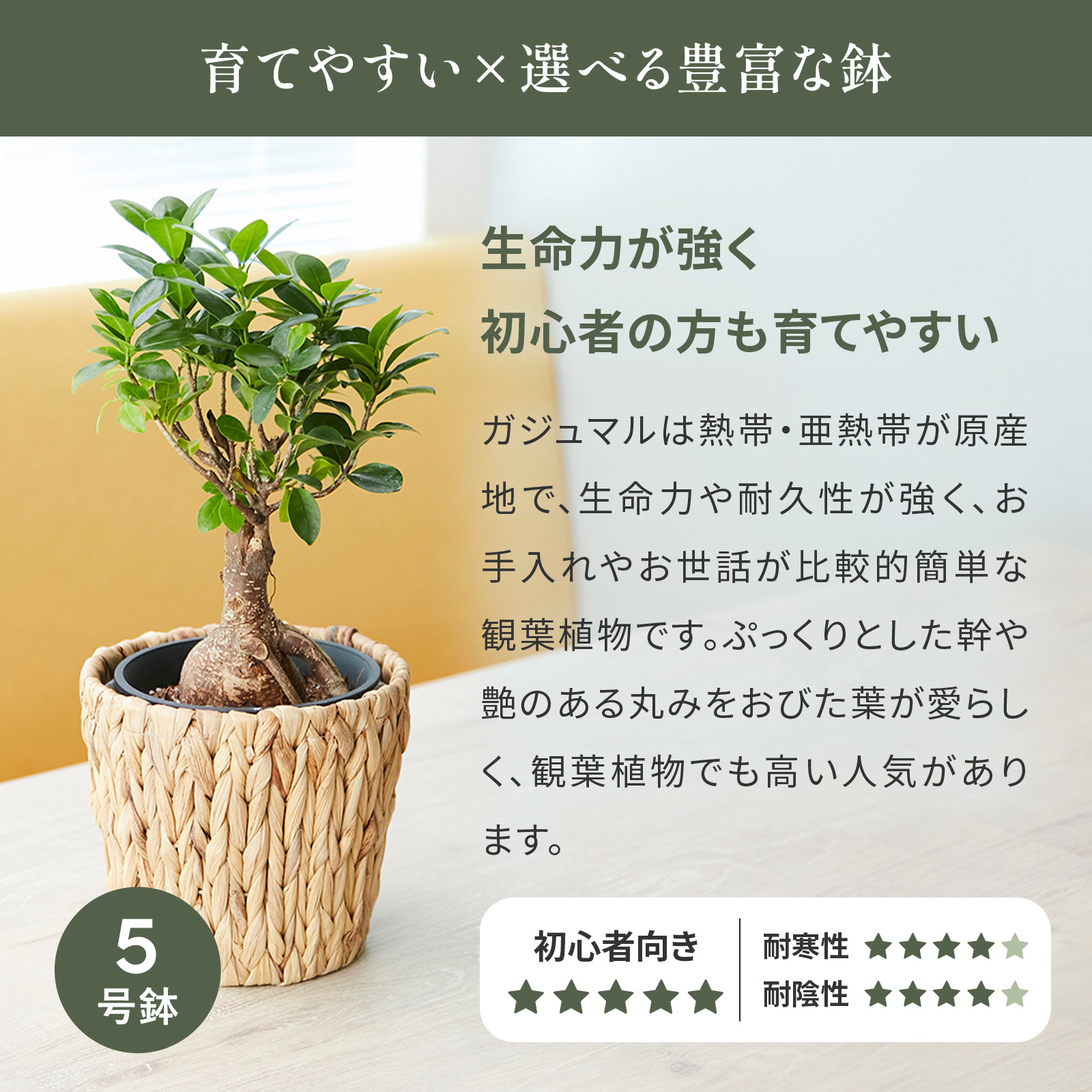 ガジュマル 5号 編み込みバスケット | 観葉植物のギフト通販