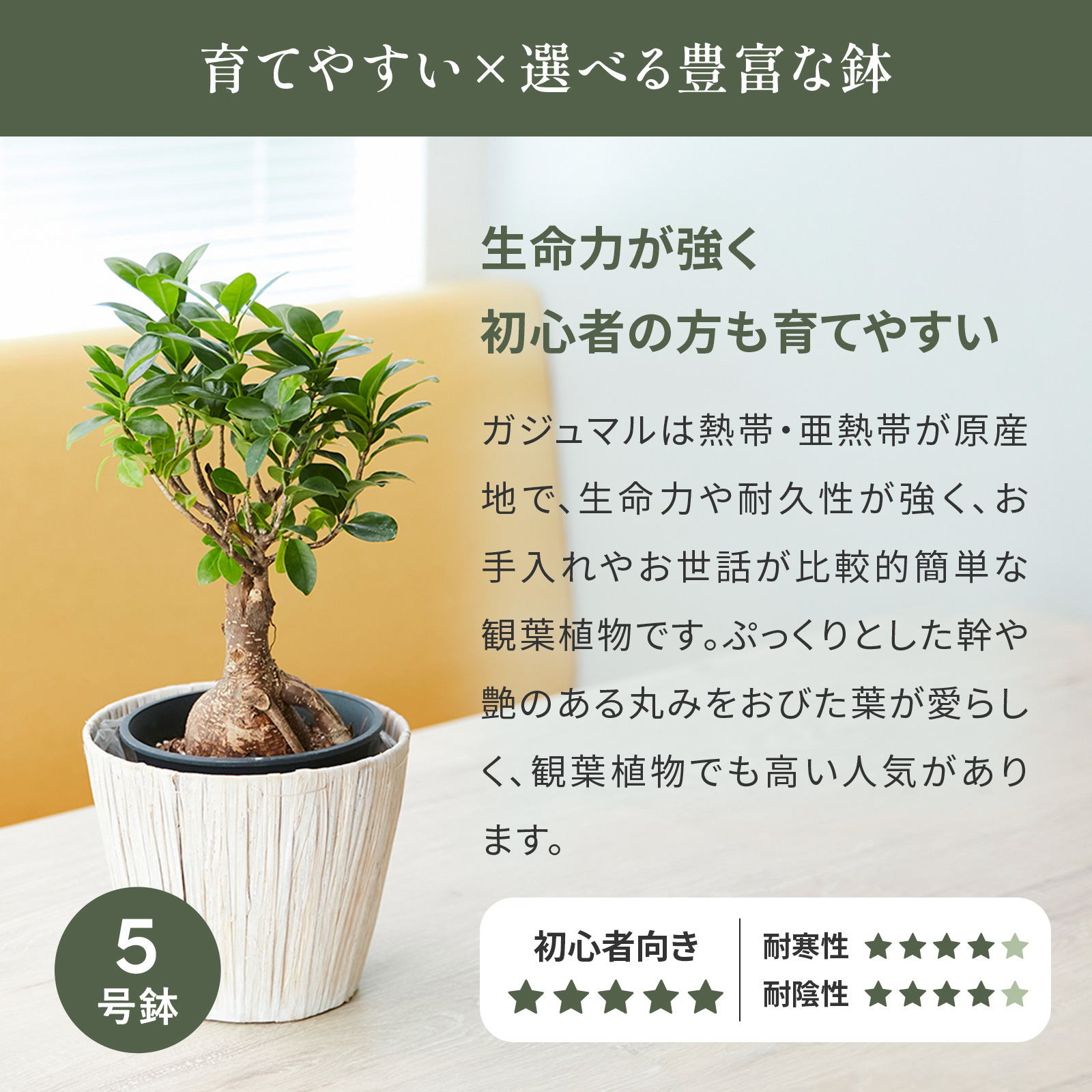ガジュマル 5号 ホワイトバスケット | 観葉植物のギフト通販