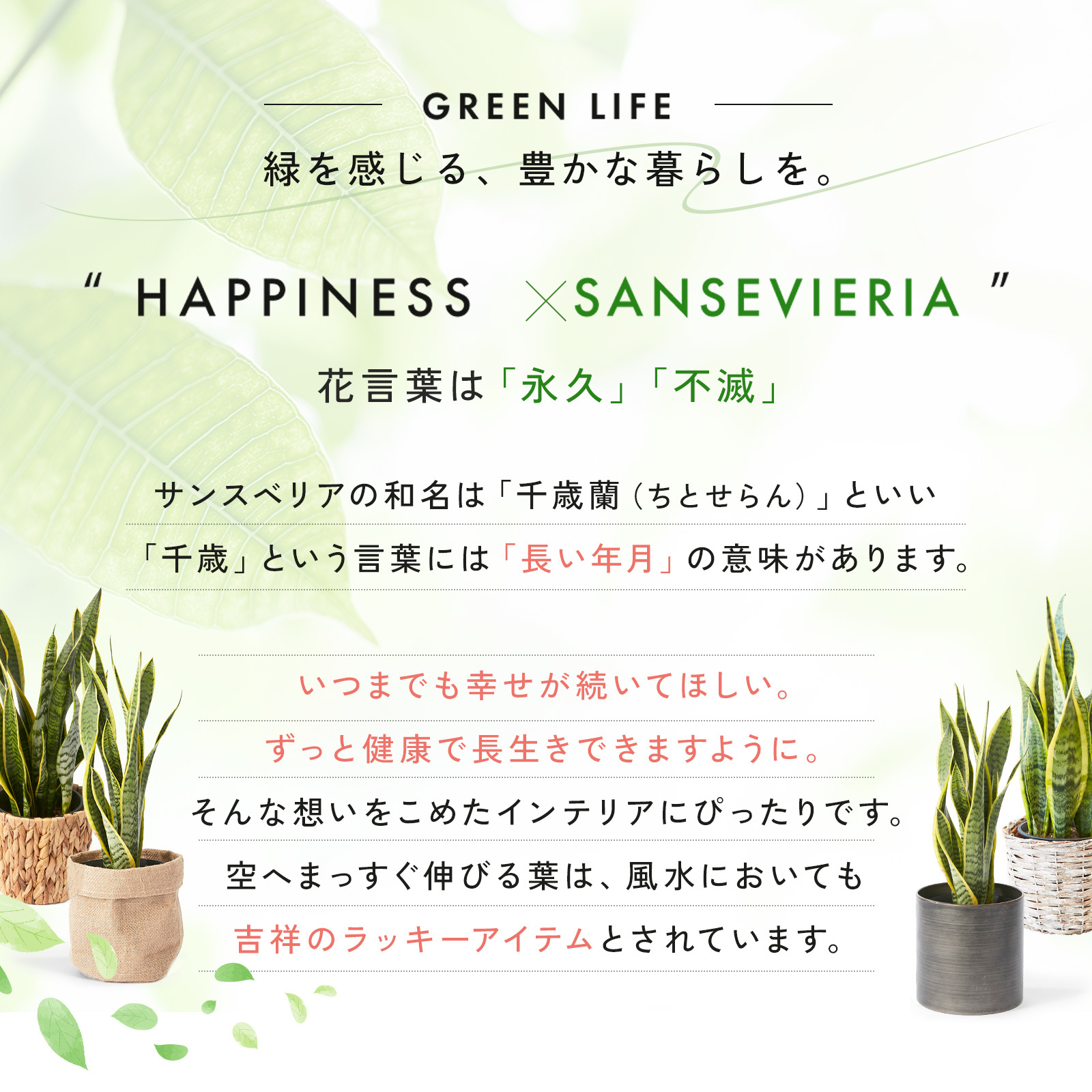 サンスベリア 5号 ナチュラルバスケット