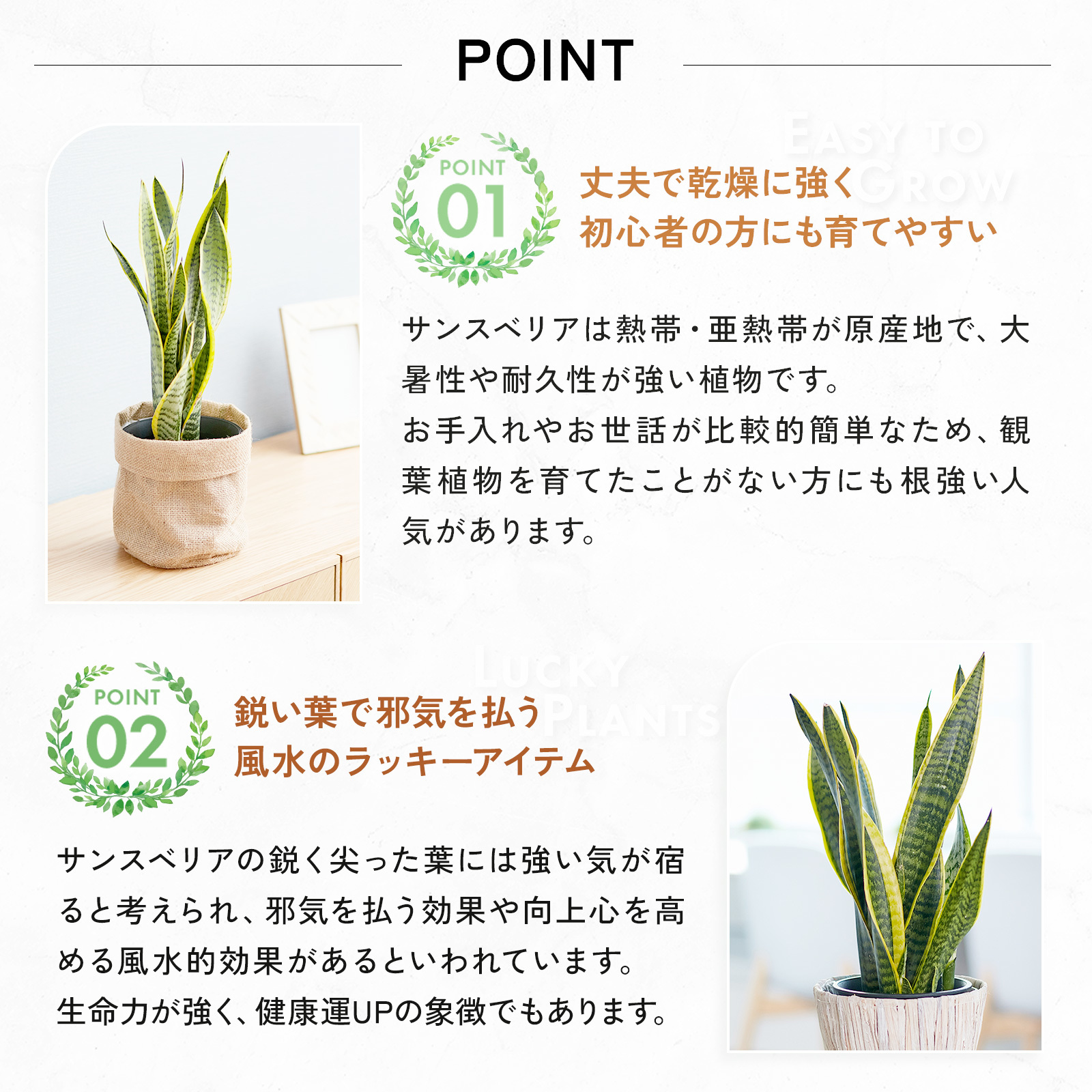 サンスベリア 5号 ナチュラルバスケット
