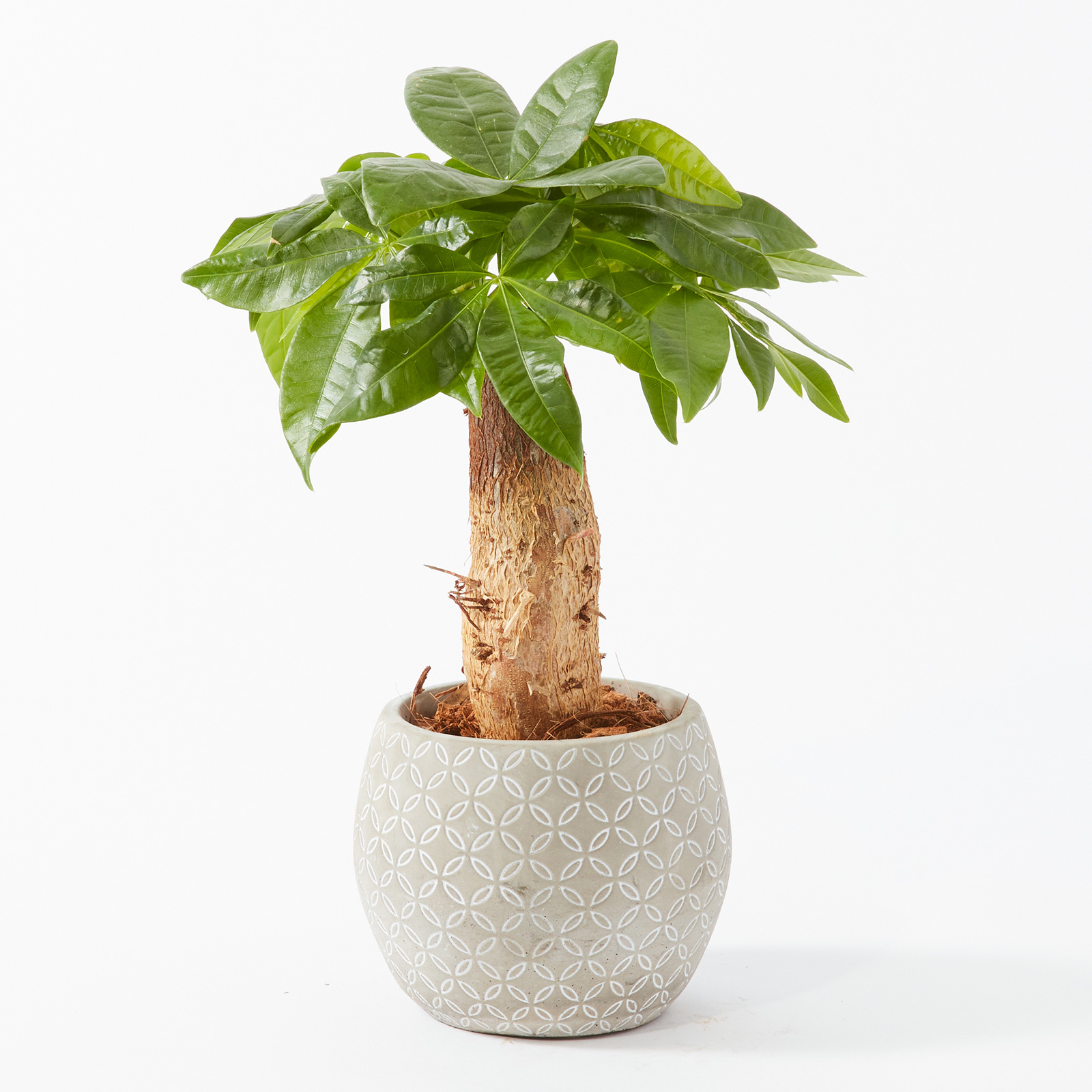 パキラ 4.5号 ボール型陶器