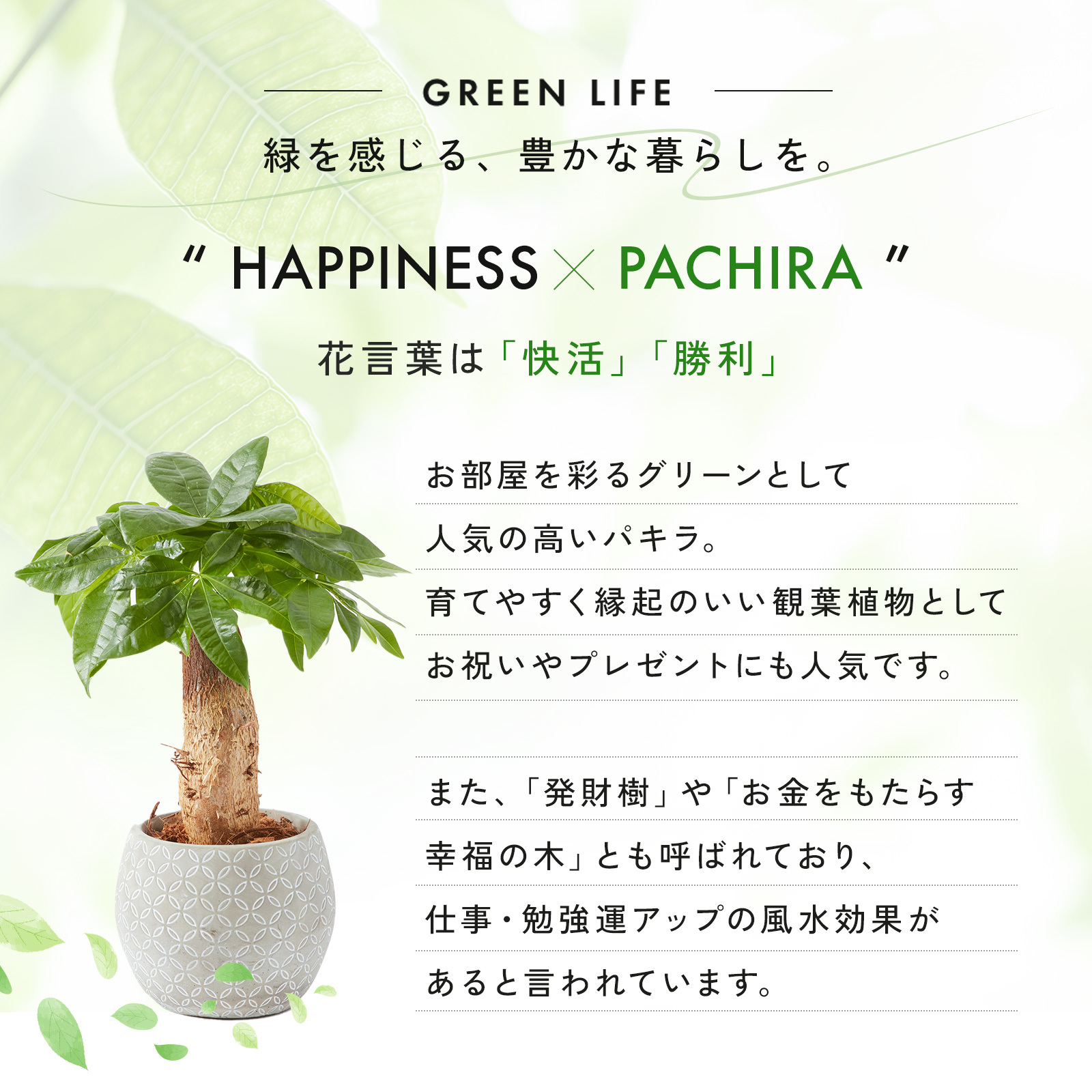 パキラ 4.5号 ボール型陶器