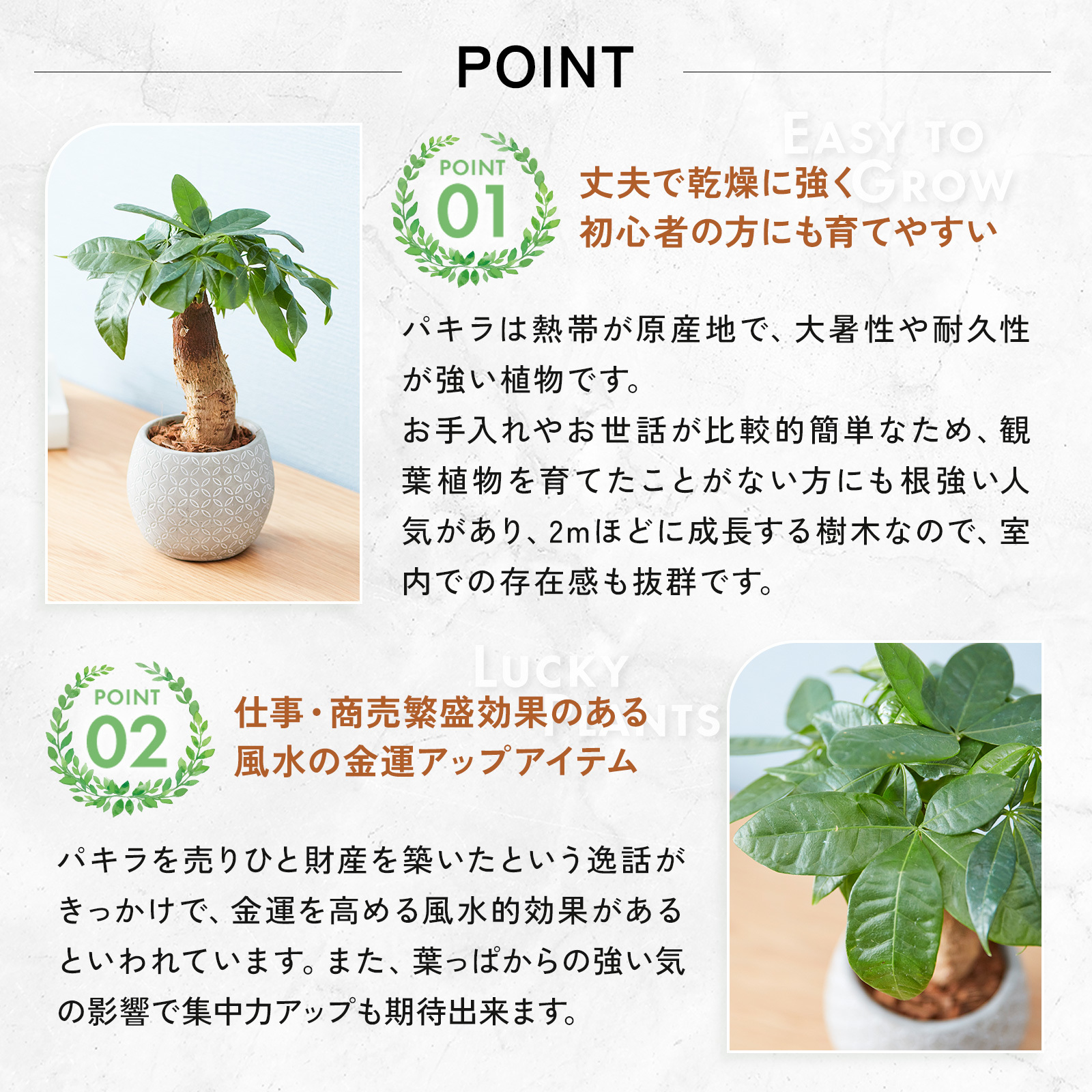 パキラ 4.5号 ボール型陶器