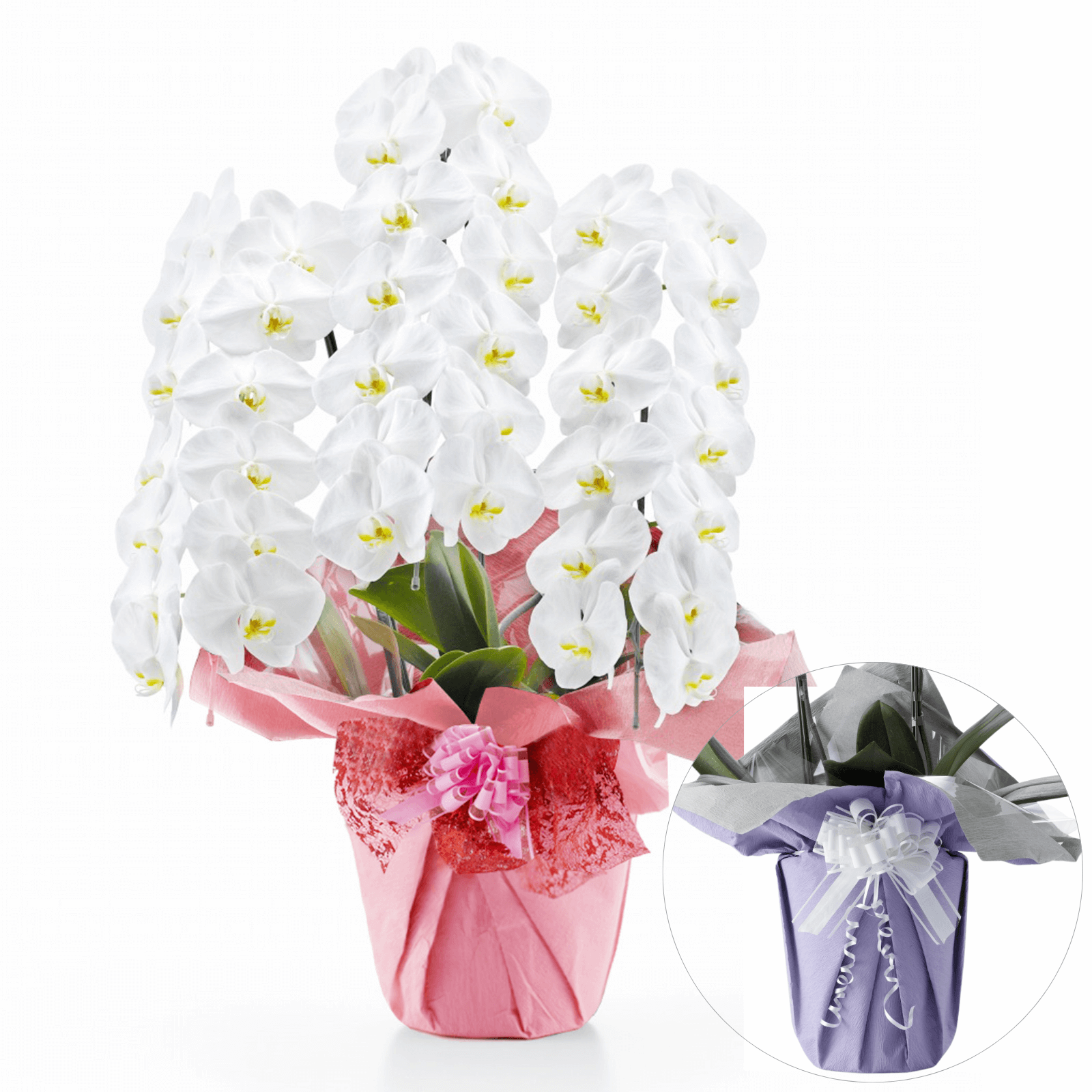 【お悔やみ・お供えの花】胡蝶蘭(白) 3本立ち 42輪以上(御供えラッピング　白レース)