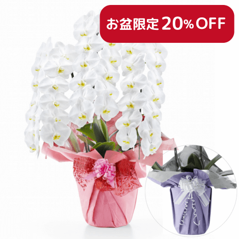 【お盆・初盆】胡蝶蘭(白) 3本立ち 42輪以上(御供えラッピング　白レース)