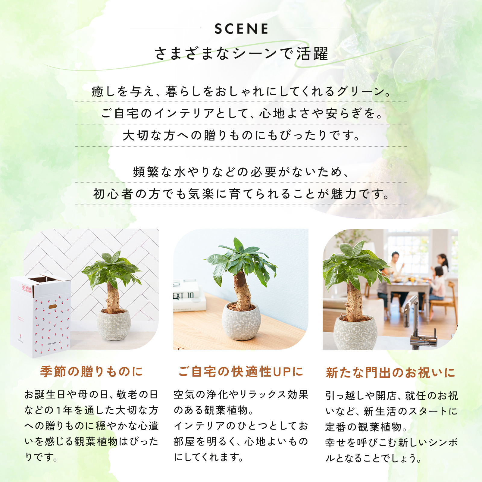 パキラ 4.5号 ボール型陶器