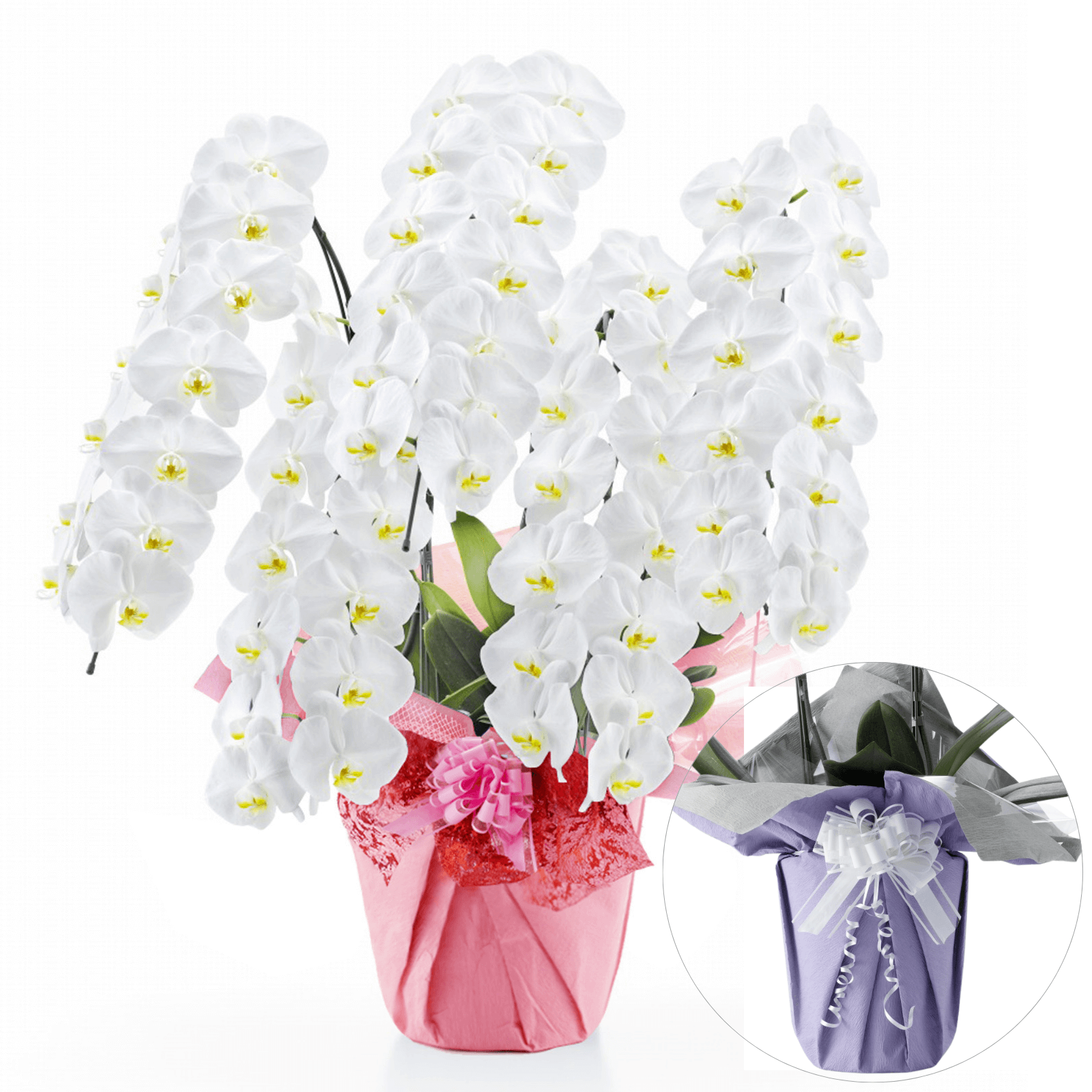 【お悔やみ・お供えの花】胡蝶蘭(白) 5本立ち 70輪以上(御供えラッピング　白レース)